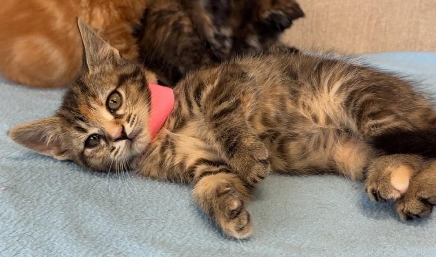 Enlarge Dumpling, a Adoptable Domestic Short Hair in Hermitage, PA image 1/1