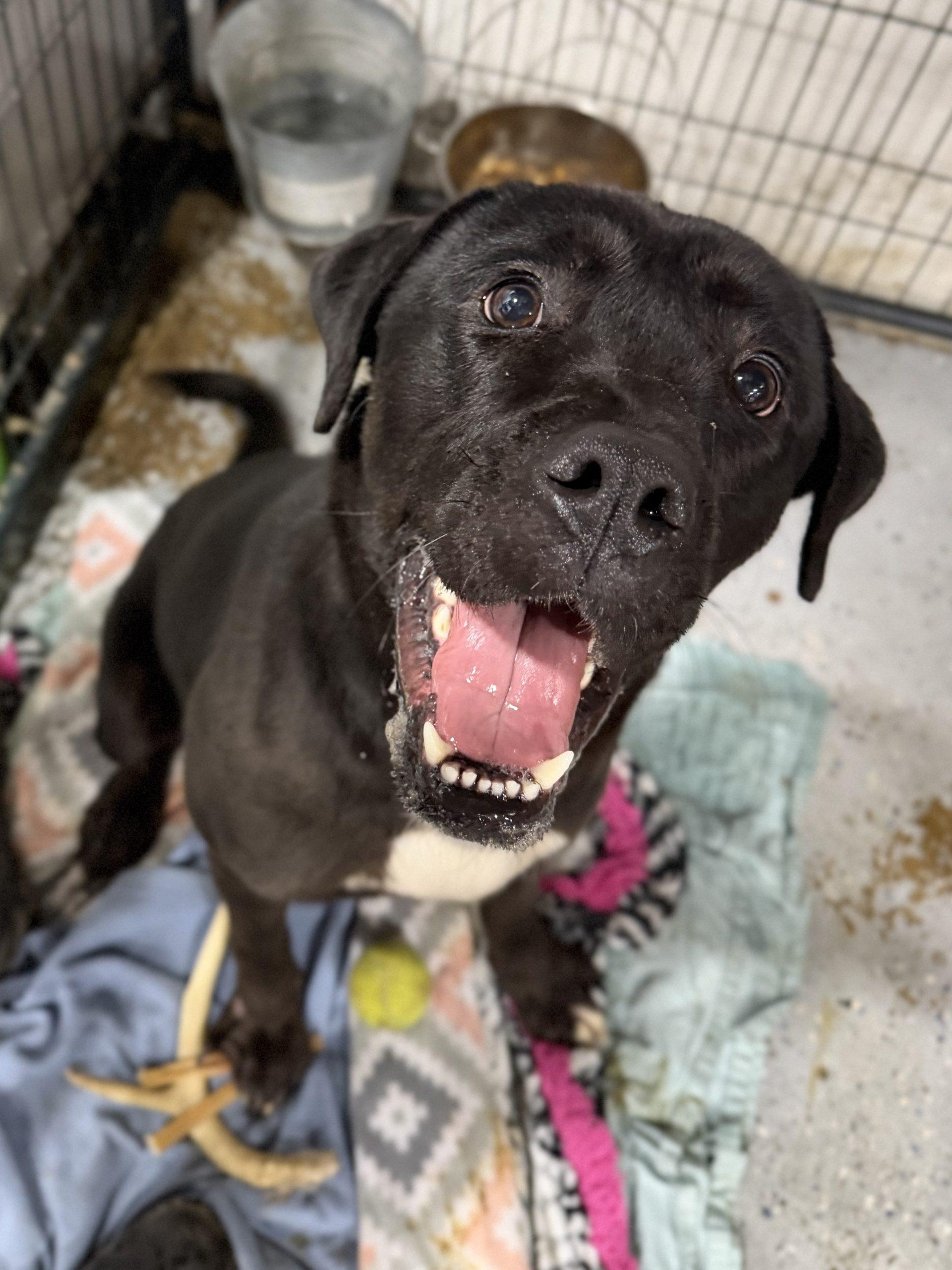 Enlarge Ambrose, a Adoptable mixed breed in Matthews, IN image 1/1