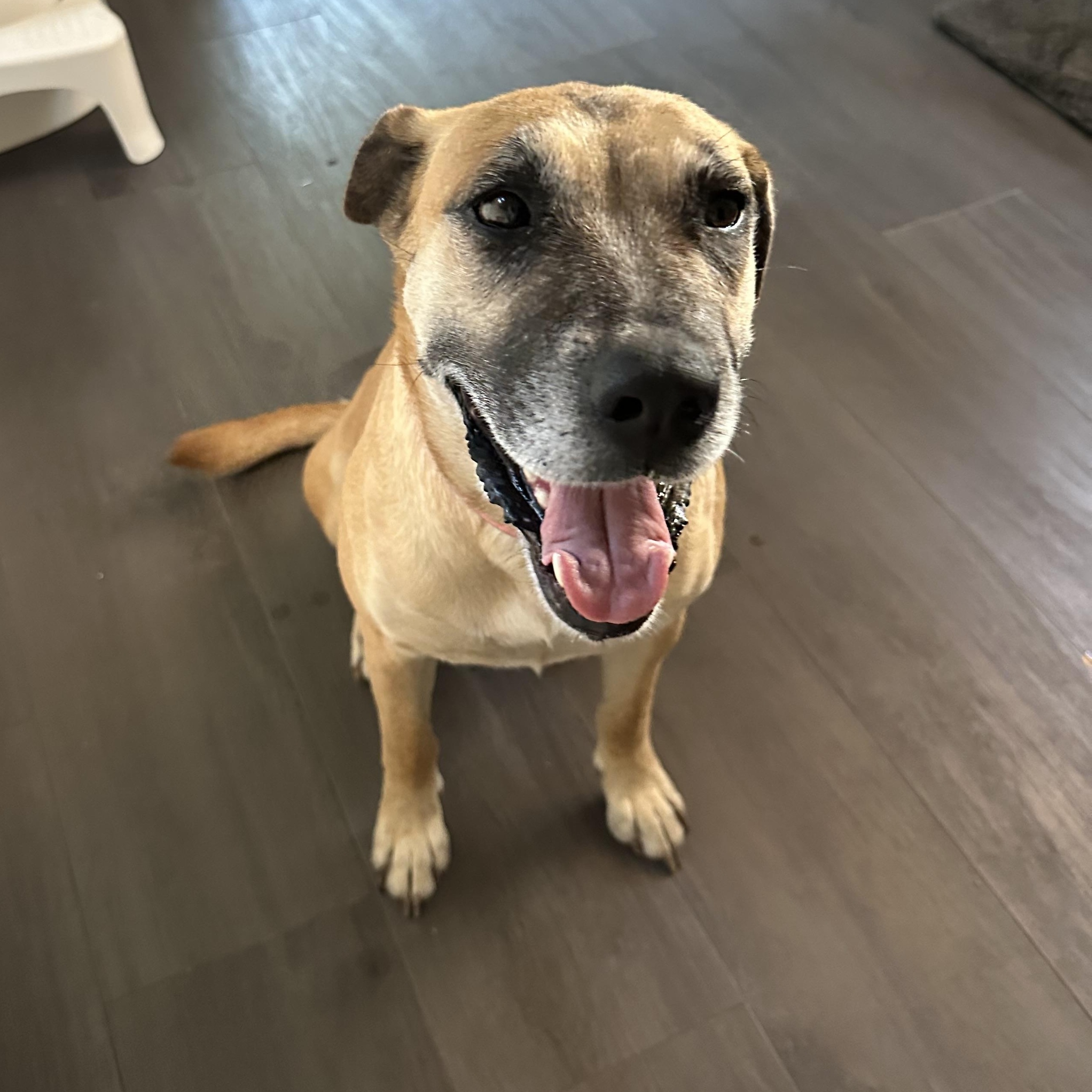 Cookie Crumb, Adoptable, Adult Female Presa Canario.