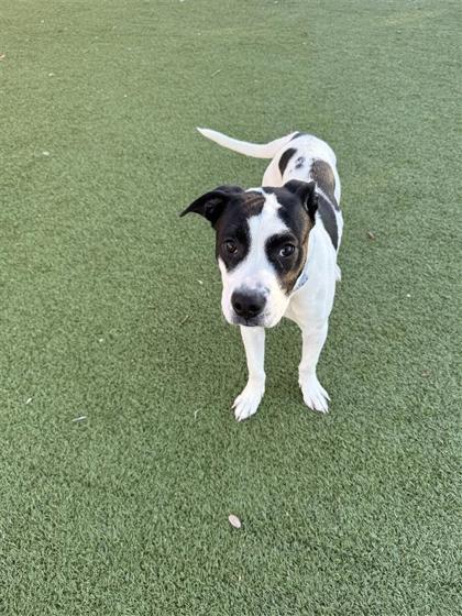 Enlarge Lucas Sinclair, a Adoptable mixed breed in Hutchinson, KS image 1/3