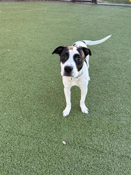 Enlarge Lucas Sinclair, a Adoptable mixed breed in Hutchinson, KS image 2/3