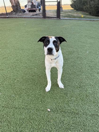 Lucas Sinclair, a Adoptable mixed breed in Hutchinson, KS image 2/3