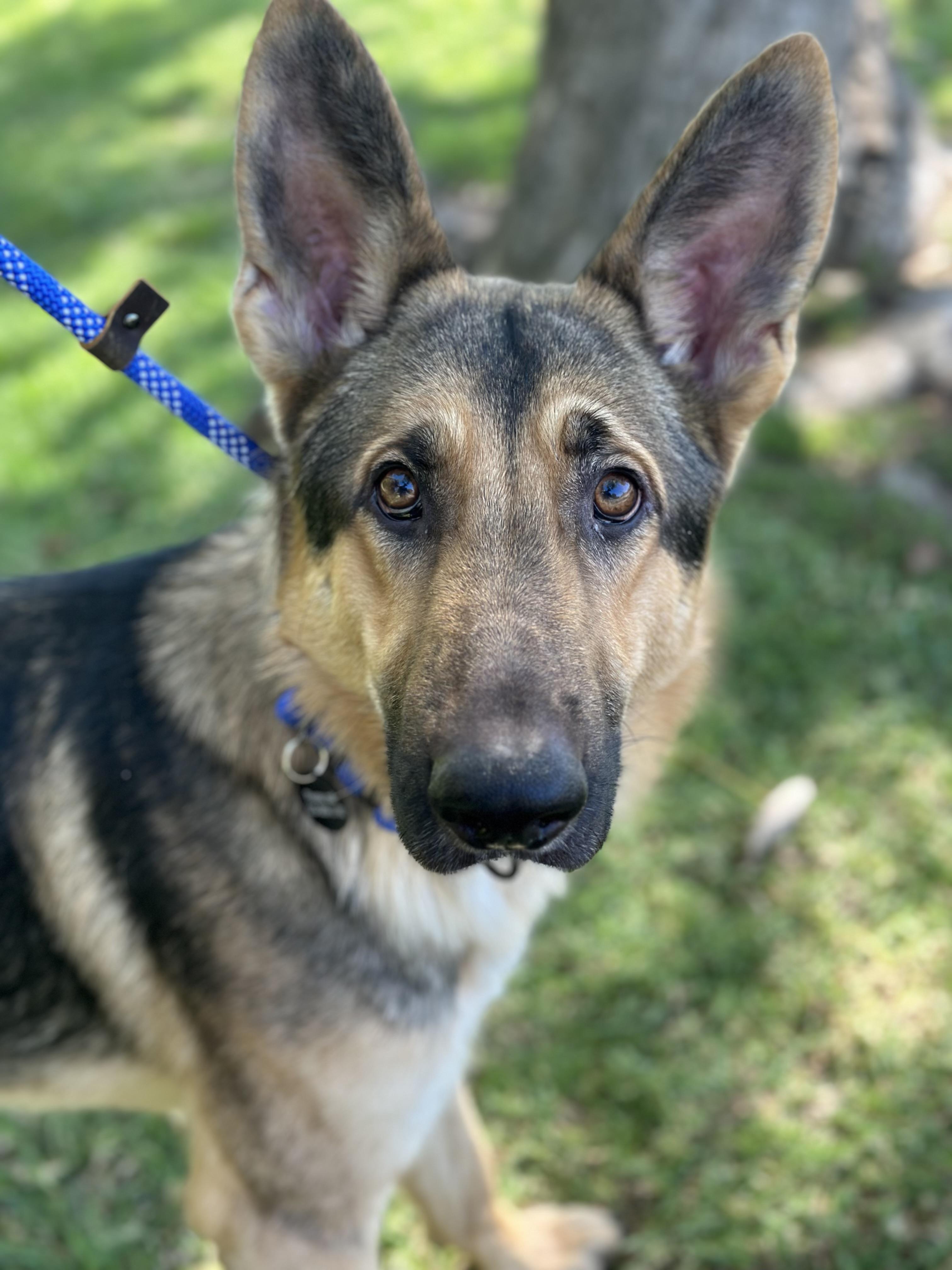Enlarge MAVERICK, a Adoptable German Shepherd Dog in Los Angeles, CA image 2/2