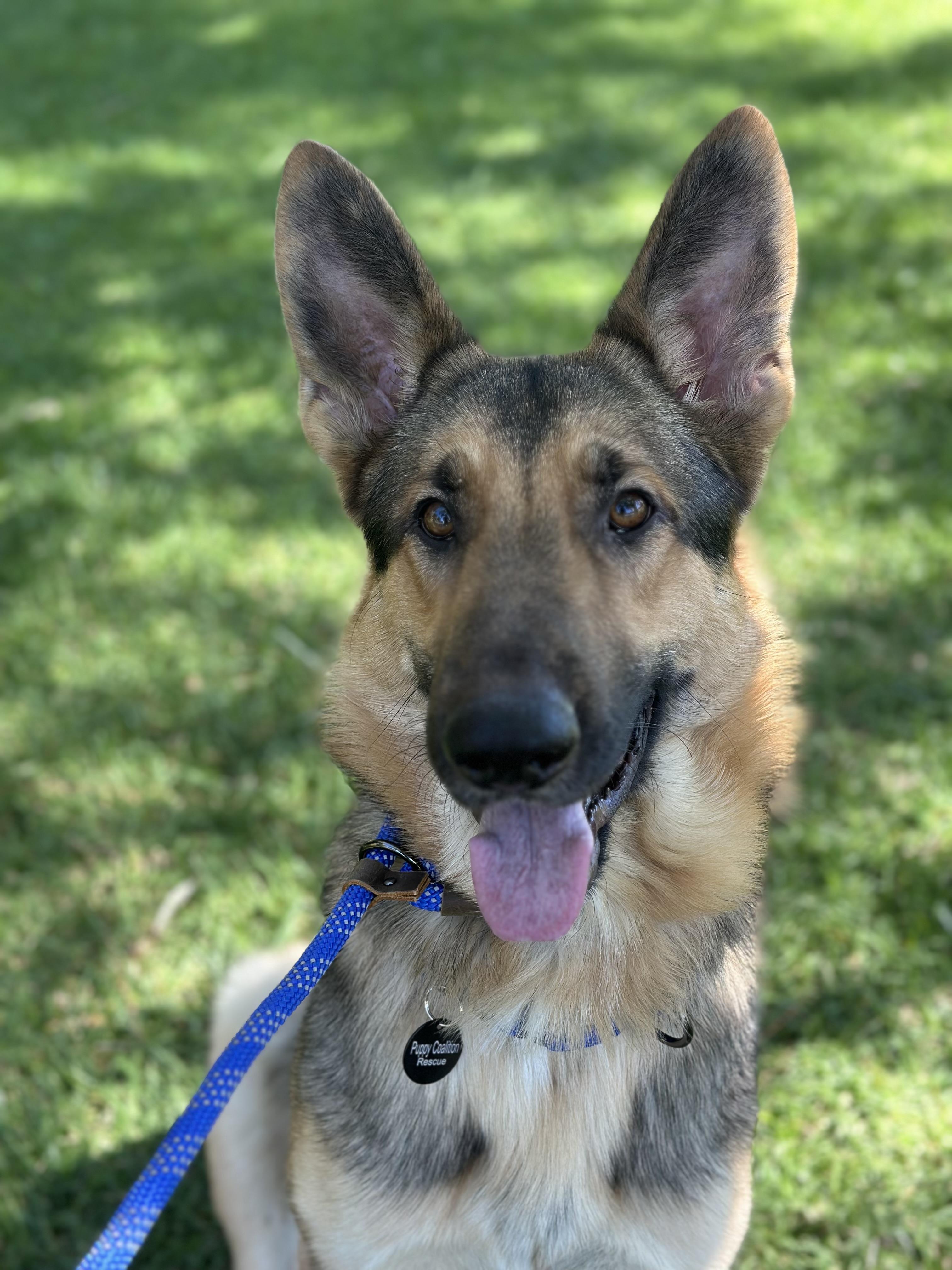 Enlarge MAVERICK, a Adoptable German Shepherd Dog in Los Angeles, CA image 1/2
