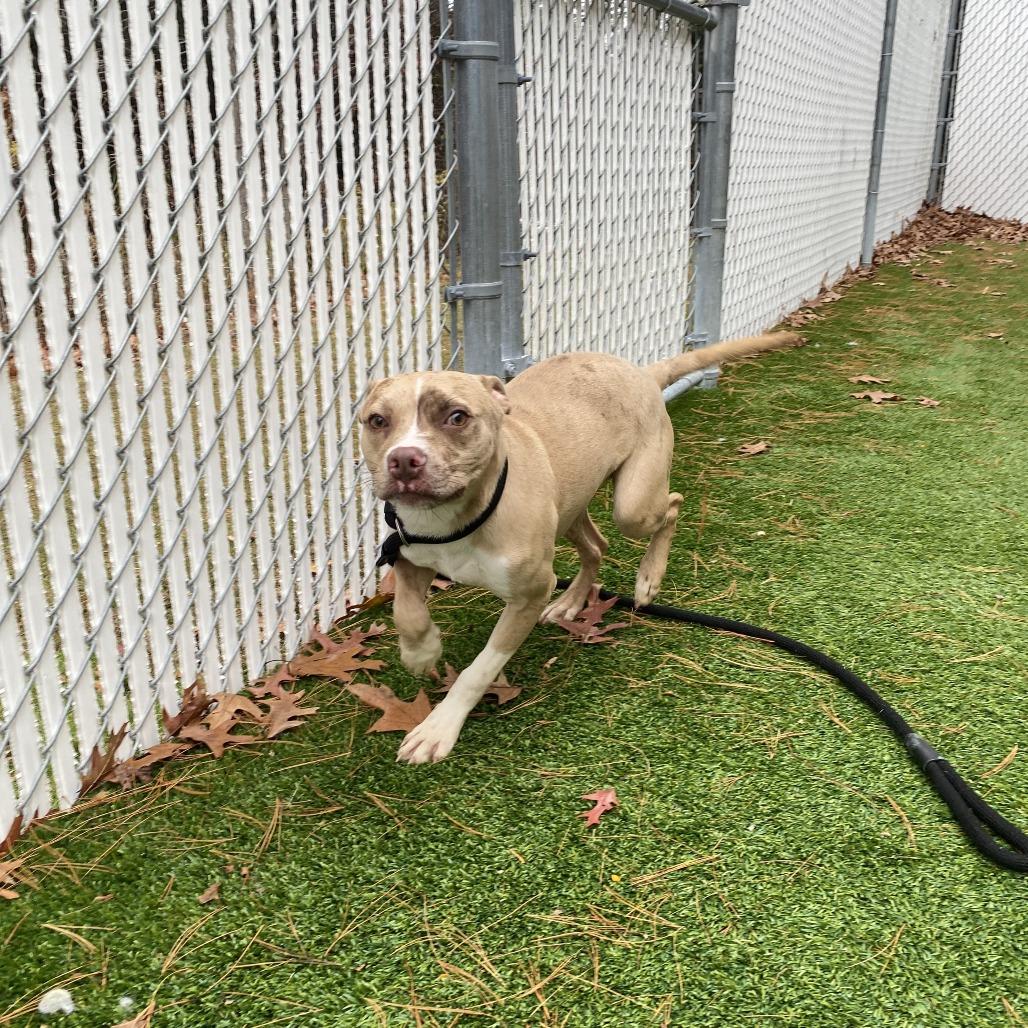 Pinto Bean, a Adoptable mixed breed in Bedford, NH image 1/6