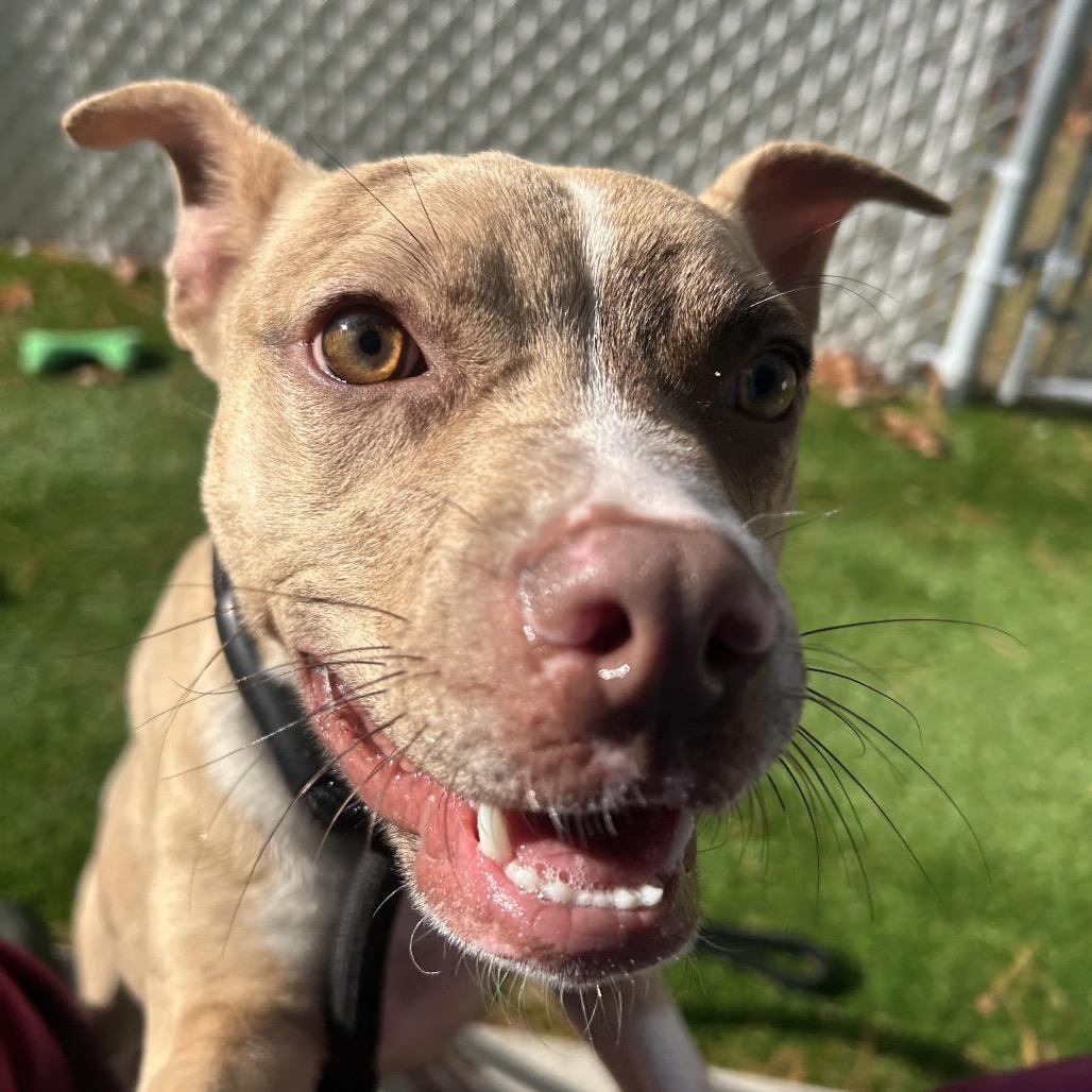 Pinto Bean, a Adoptable mixed breed in Bedford, NH image 2/6