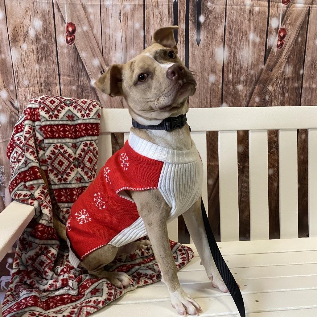 Pinto Bean, a Adoptable mixed breed in Bedford, NH image 3/6