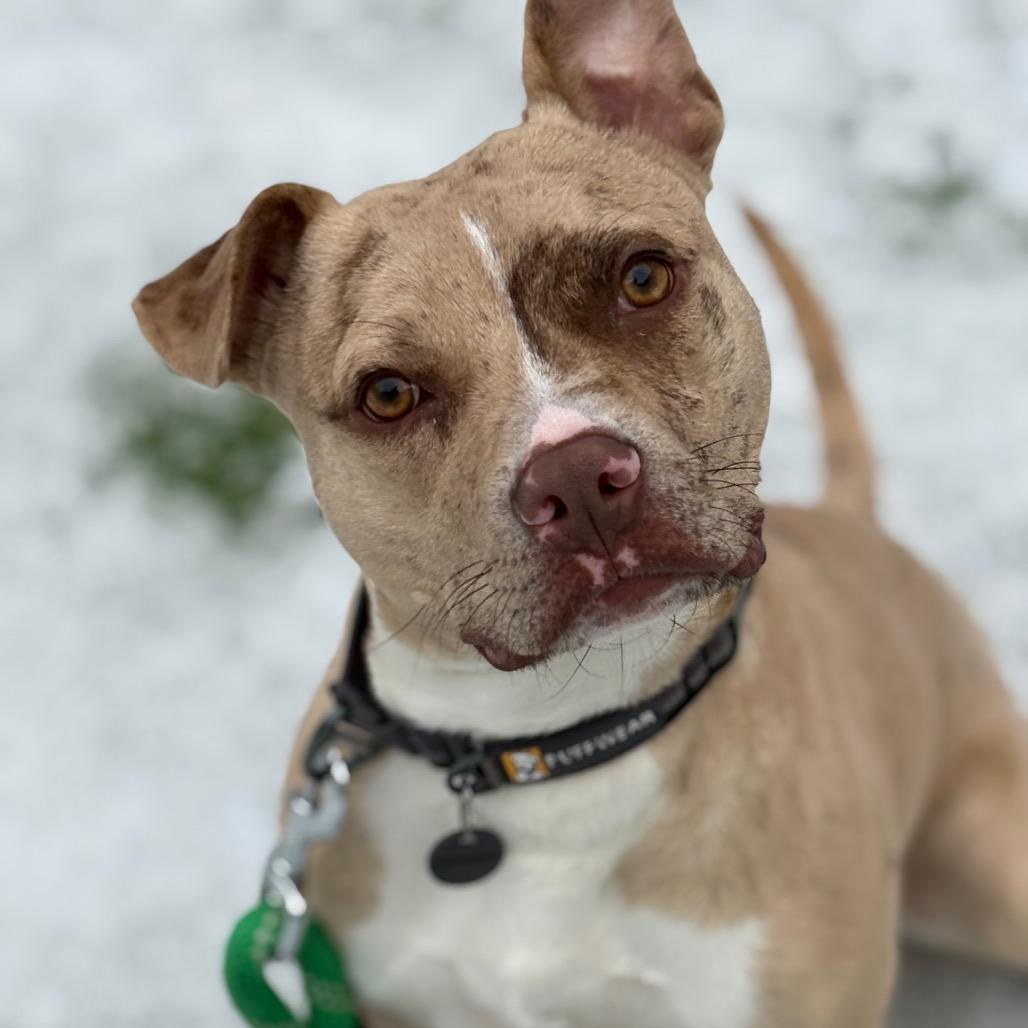 Enlarge Pinto Bean, a Adoptable mixed breed in Bedford, NH image 3/6