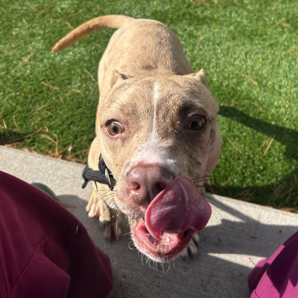 Pinto Bean, a Adoptable mixed breed in Bedford, NH image 4/6