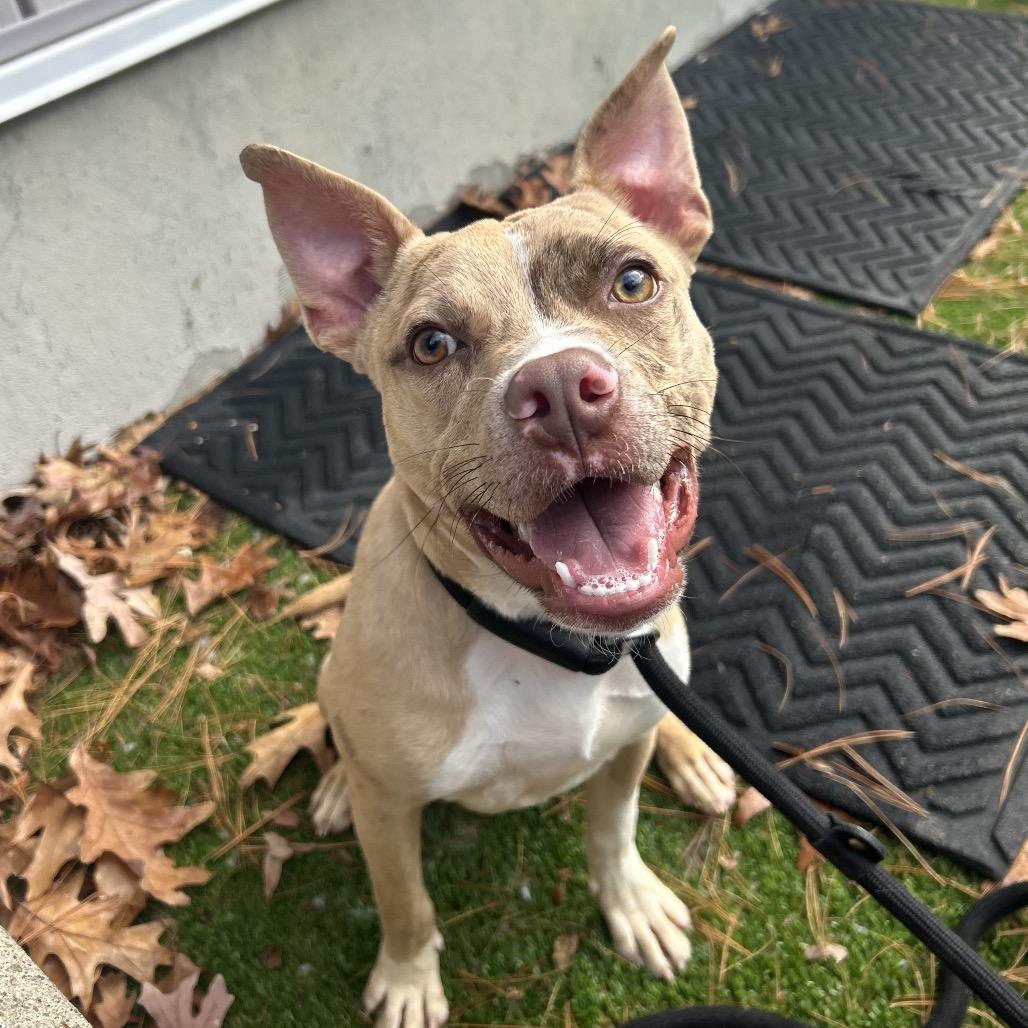 Pinto Bean, a Adoptable mixed breed in Bedford, NH image 5/6