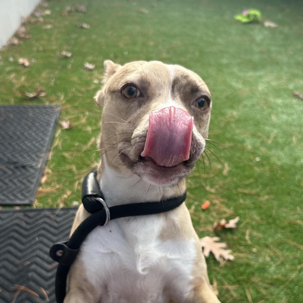 Pinto Bean, a Adoptable mixed breed in Bedford, NH image 6/6