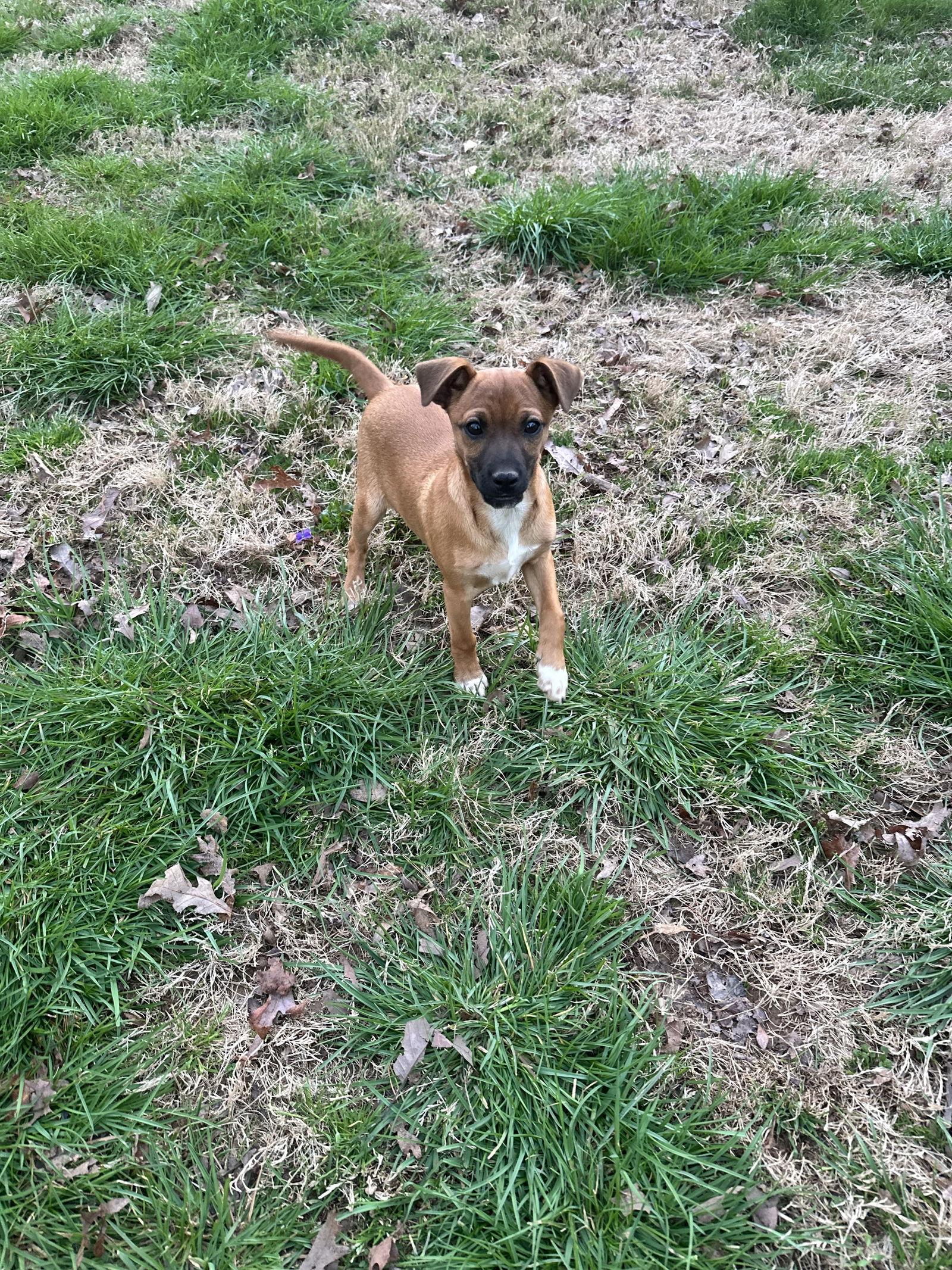 Enlarge Willy, a Adoptable Chihuahua in Ball Ground, GA image 1/3