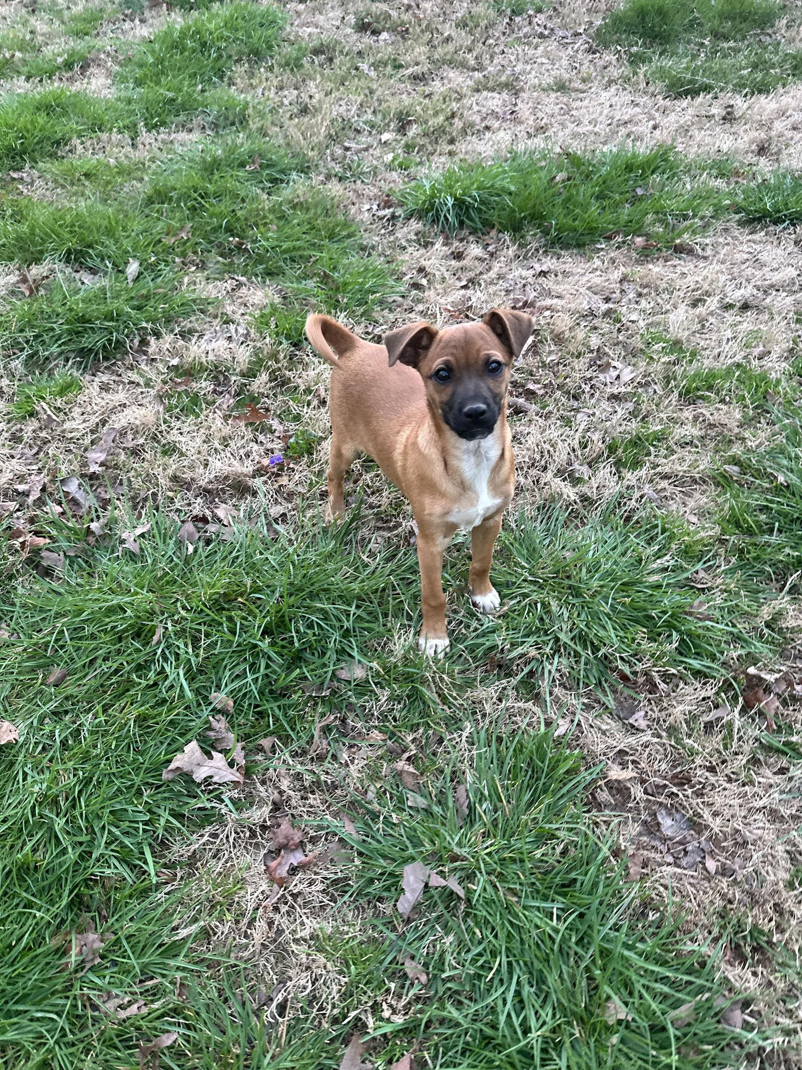 Enlarge Willy, a Adoptable Chihuahua in Ball Ground, GA image 2/3