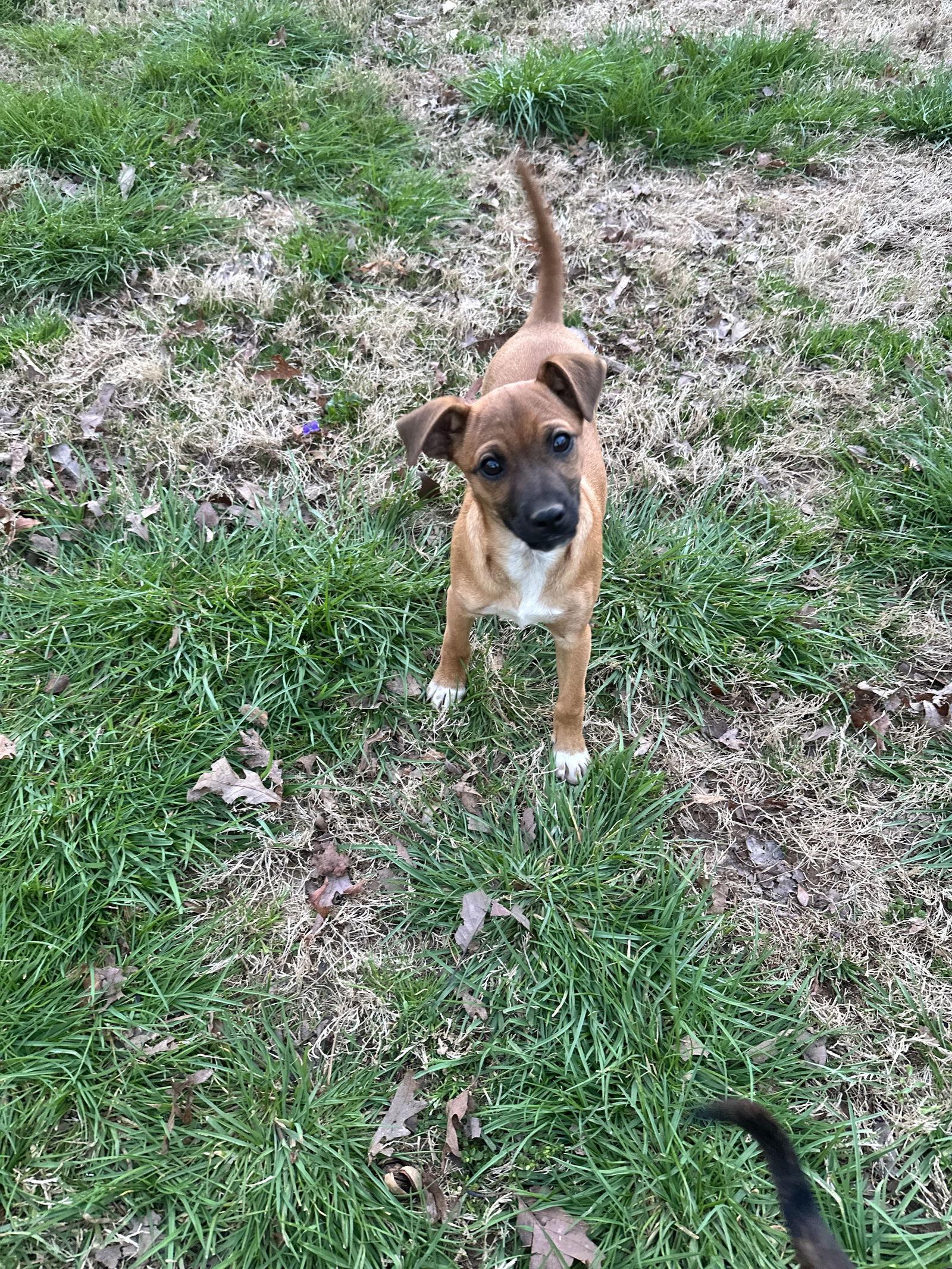 Enlarge Willy, a Adoptable Chihuahua in Ball Ground, GA image 3/3