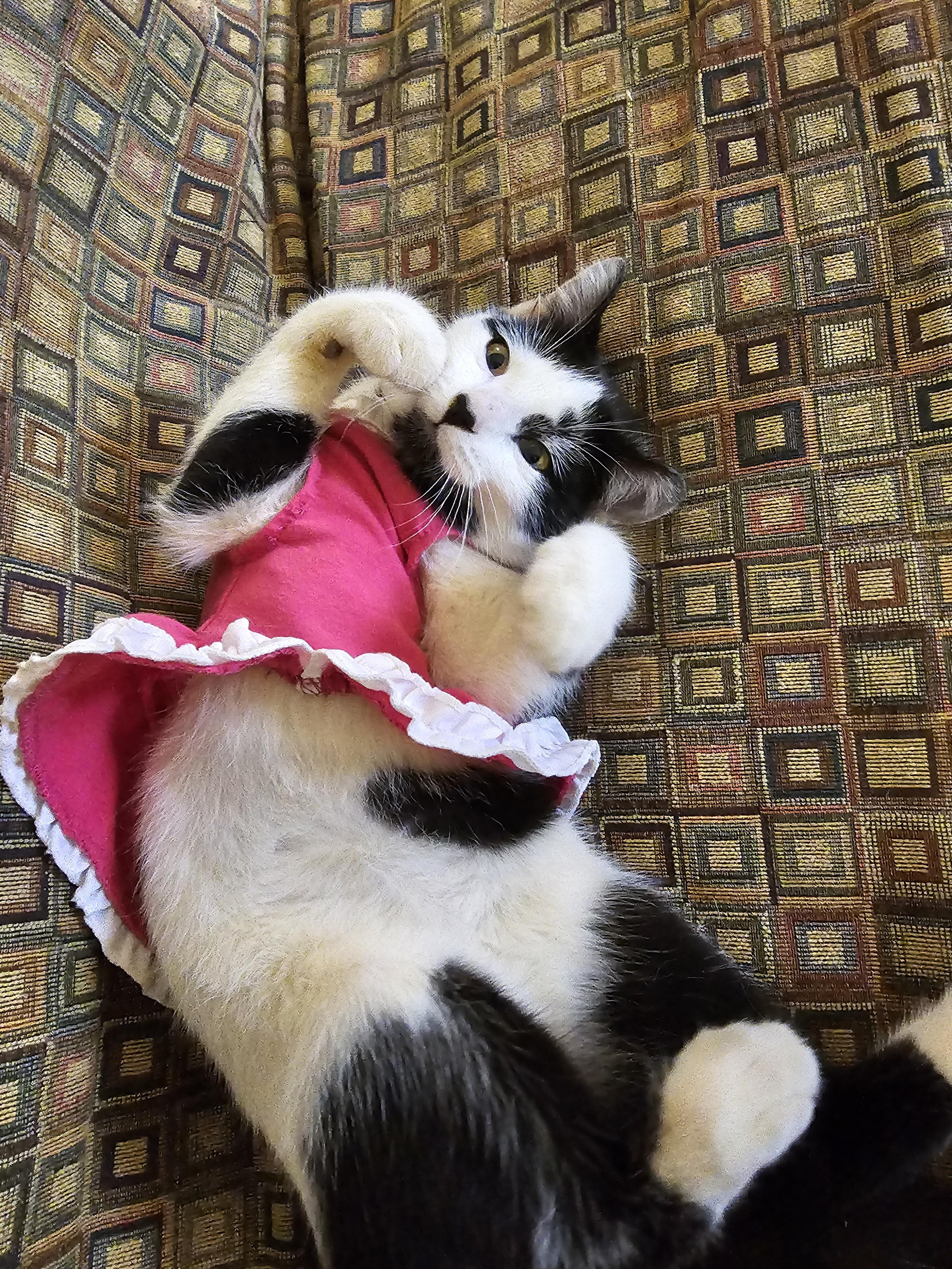 Moomin, adoptable, Kitten Male Tuxedo.