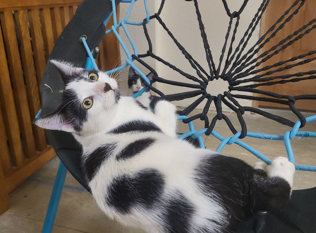 Enlarge Moomin, an adoptable mixed breed in coffeyville , KS image 2/5