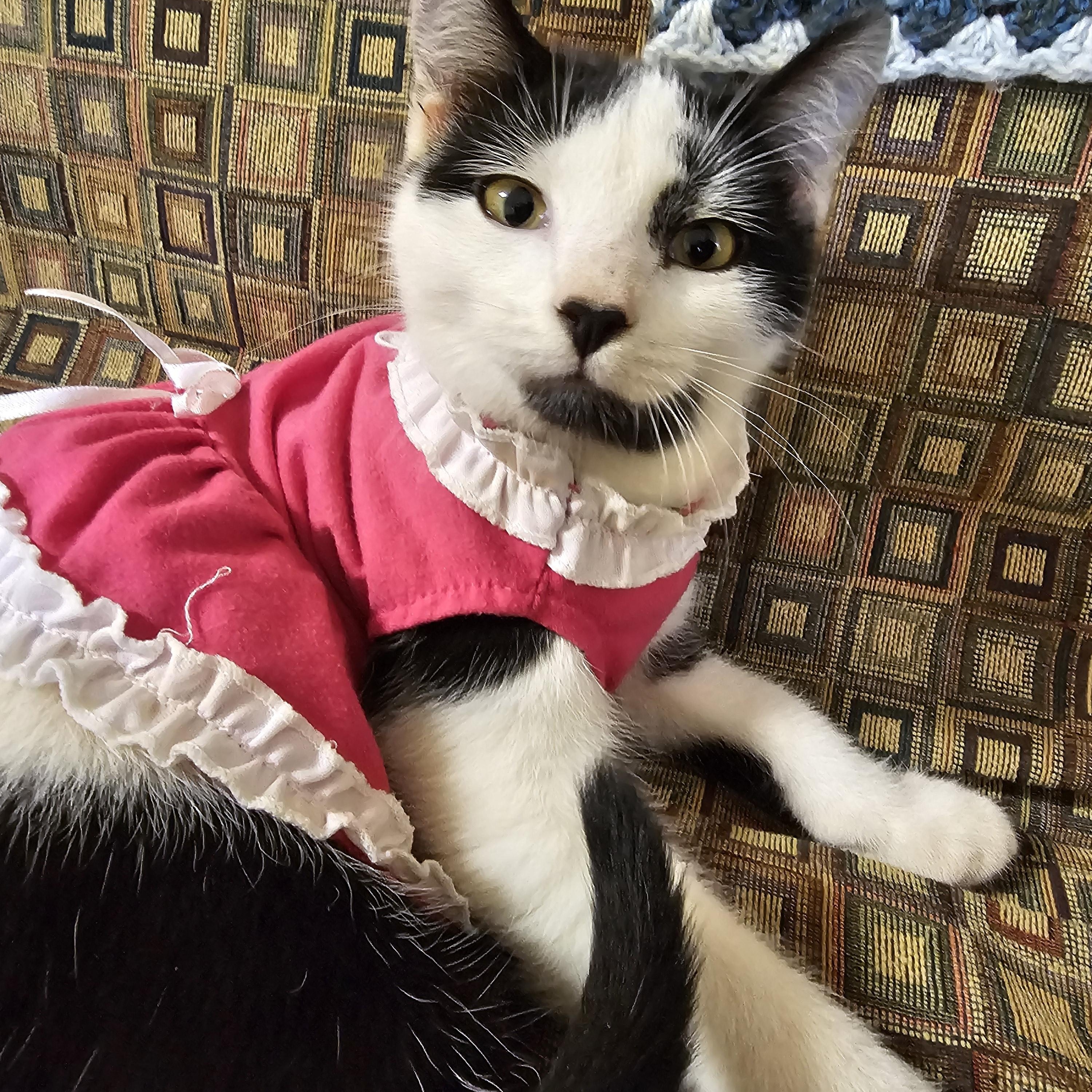 Enlarge Moomin, an adoptable mixed breed in coffeyville , KS image 3/5