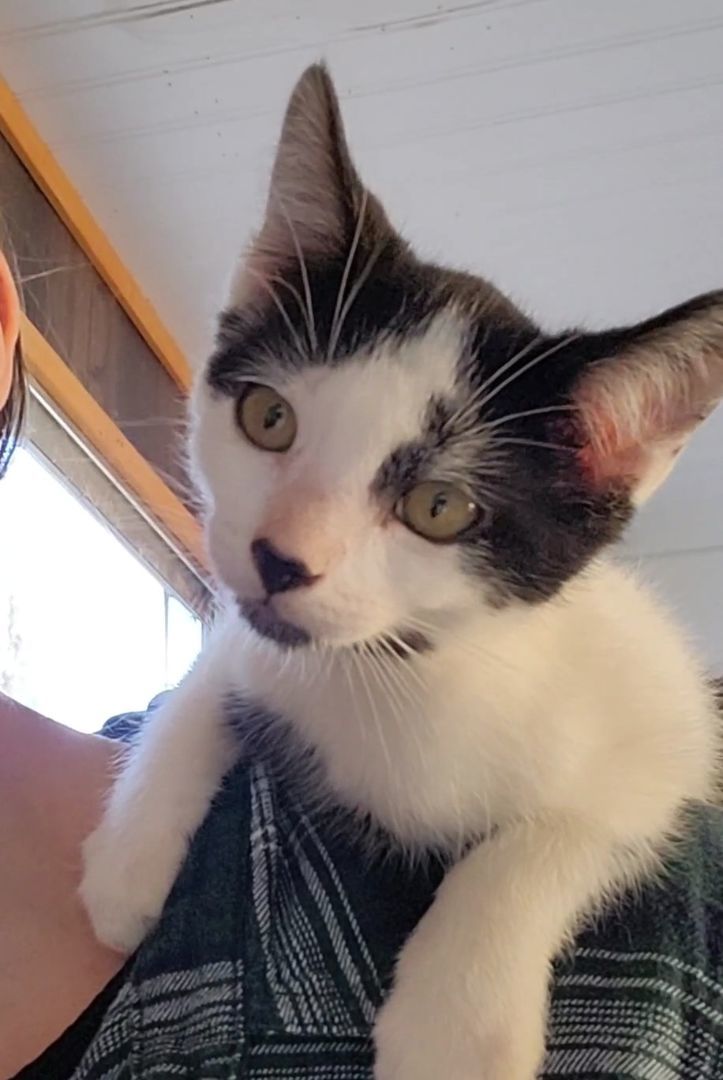 Enlarge Moomin, an adoptable mixed breed in coffeyville , KS image 4/5