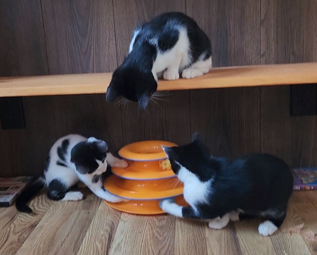 Enlarge Moomin, an adoptable mixed breed in coffeyville , KS image 5/5