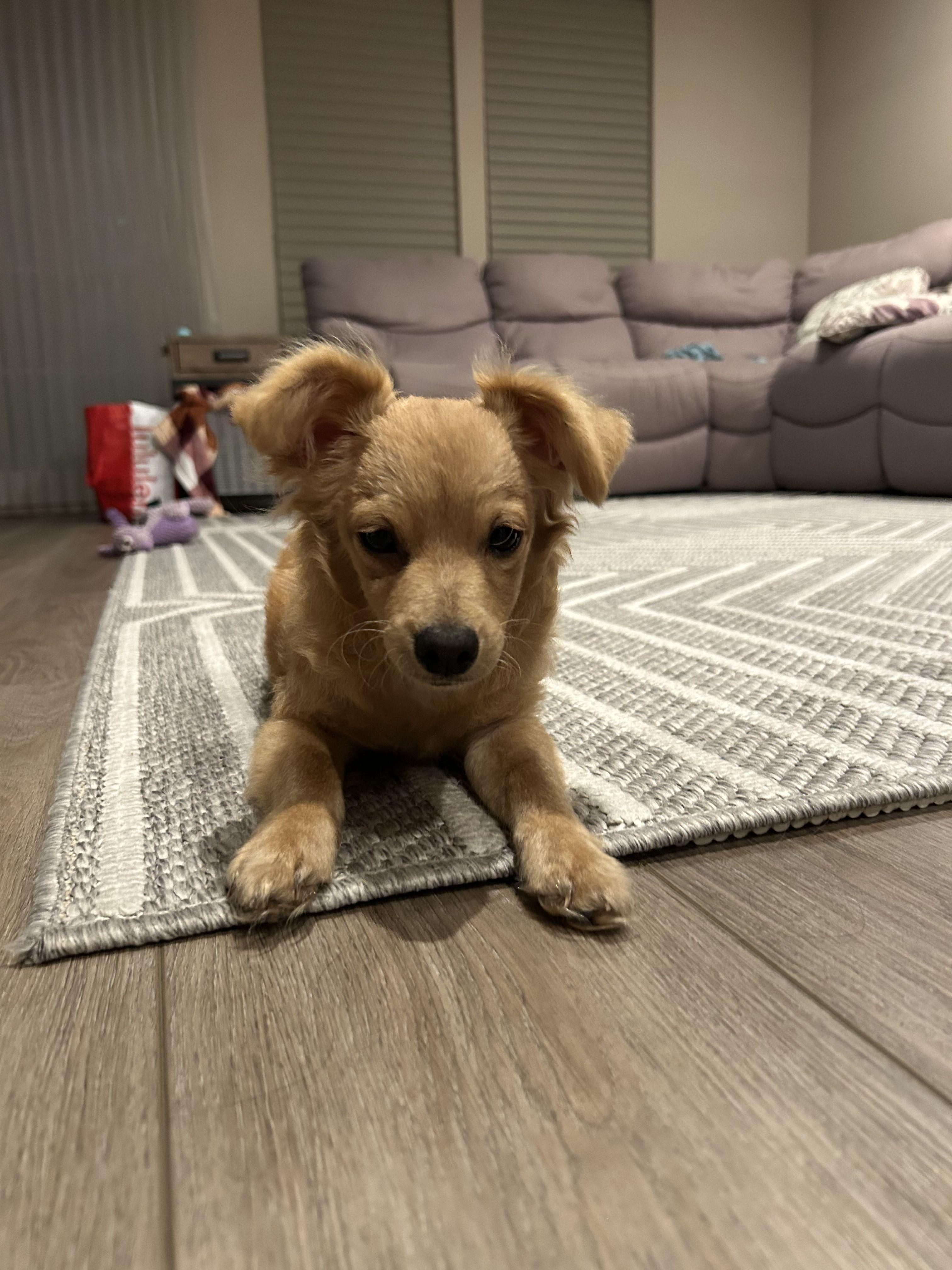 Dark Tan Puppy  thumbnail 2