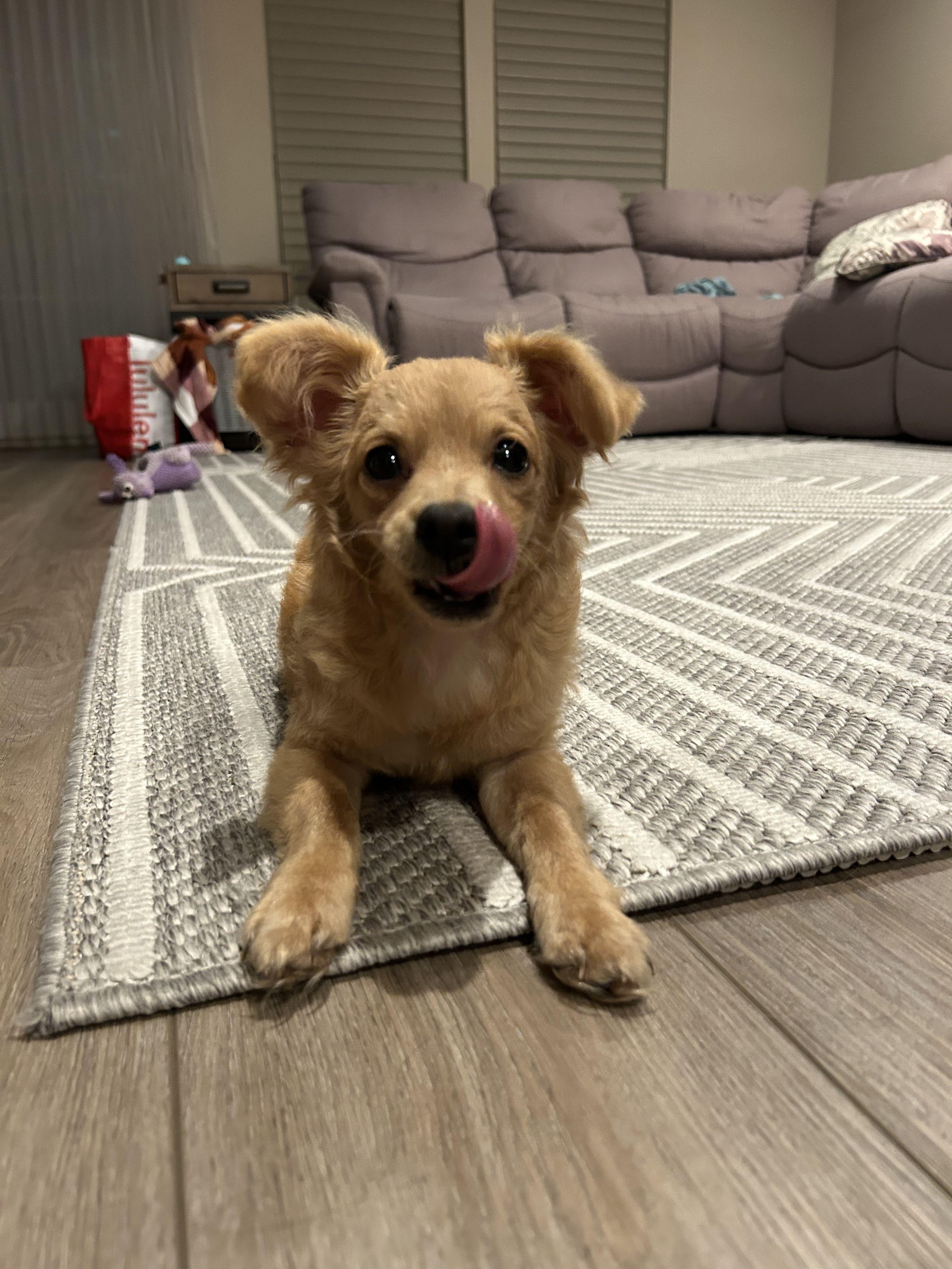 Dark Tan Puppy  thumbnail 4