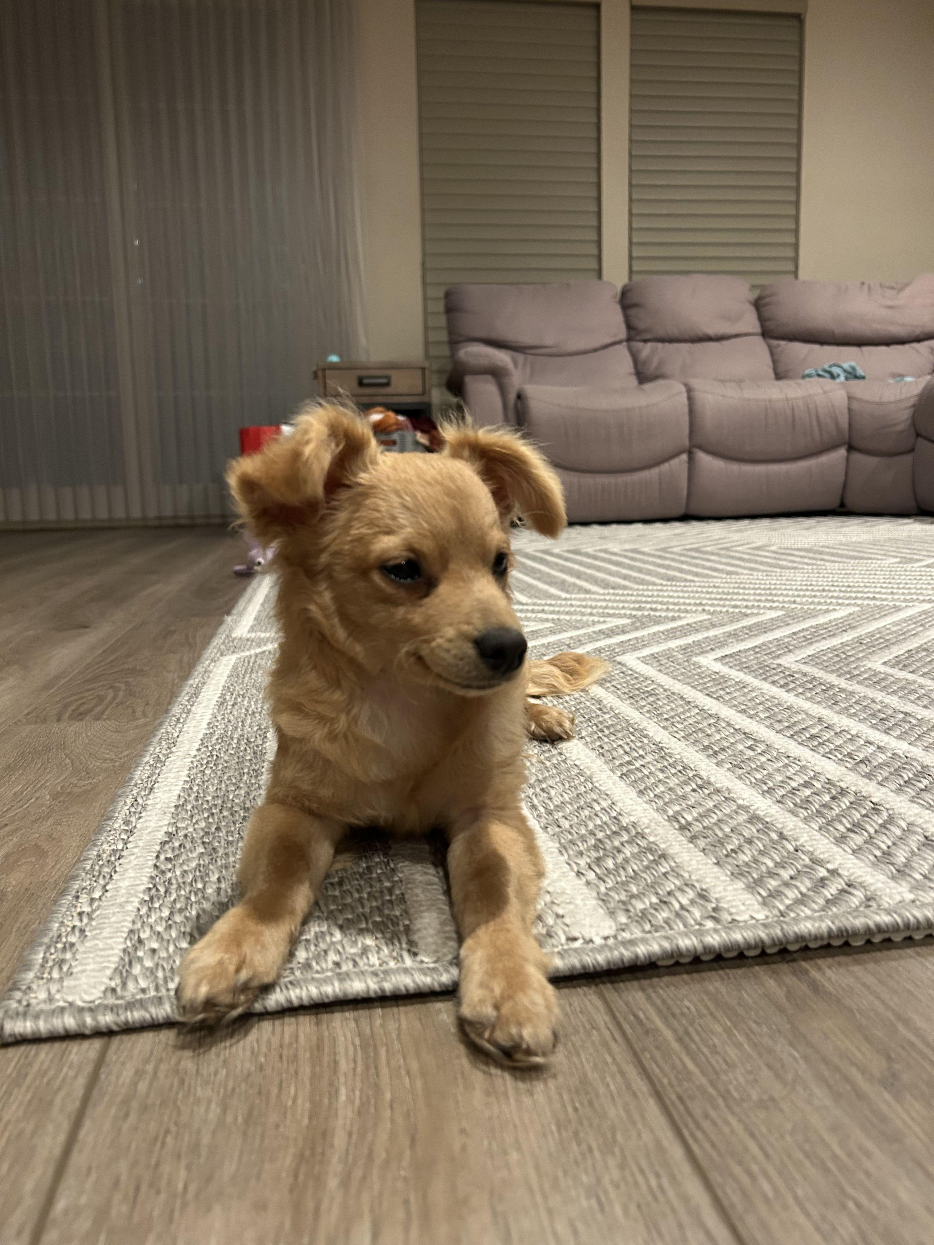 Dark Tan Puppy  thumbnail 3