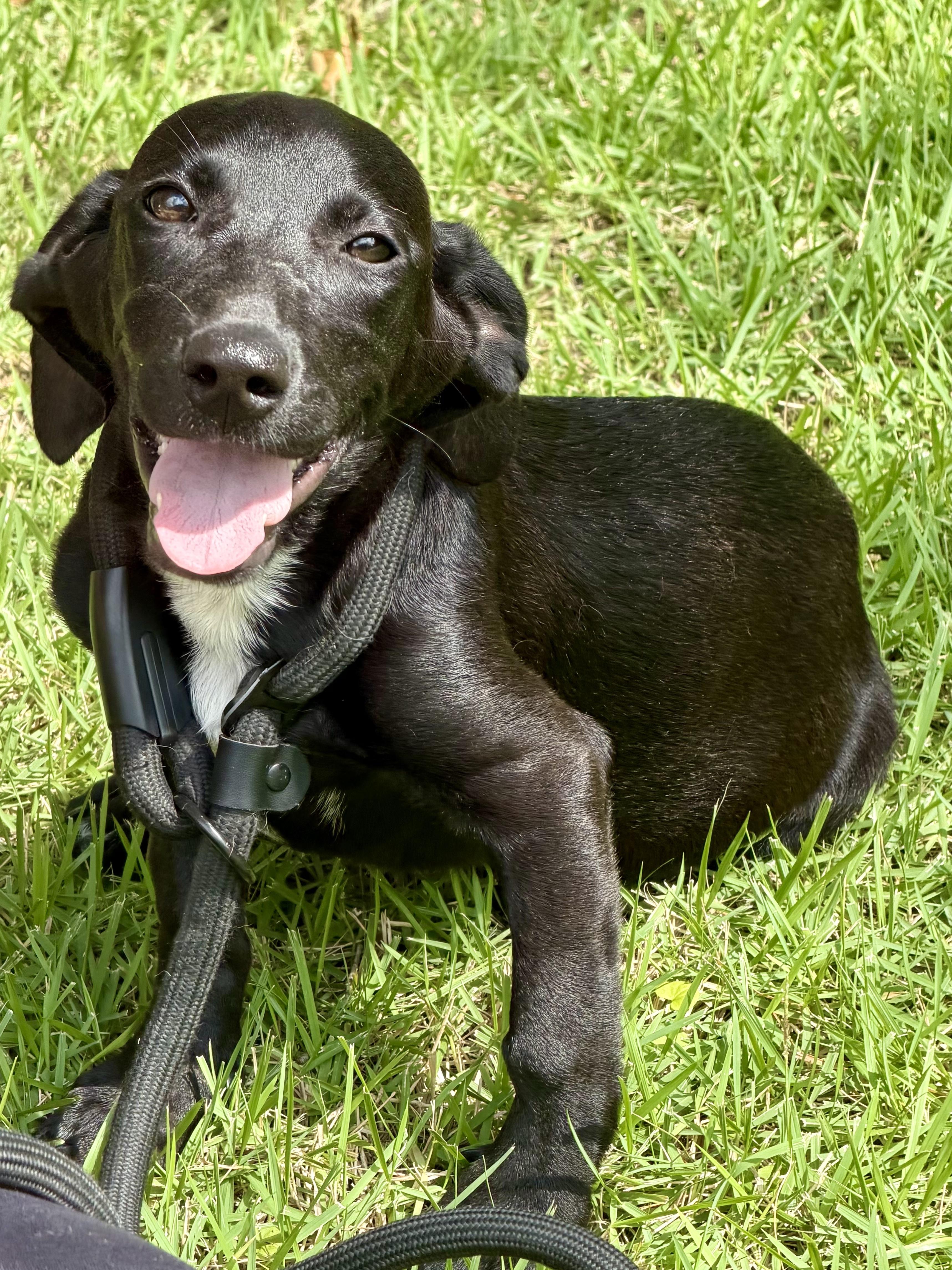 Remi, ADOPTABLE, Puppy Female Dachshund.