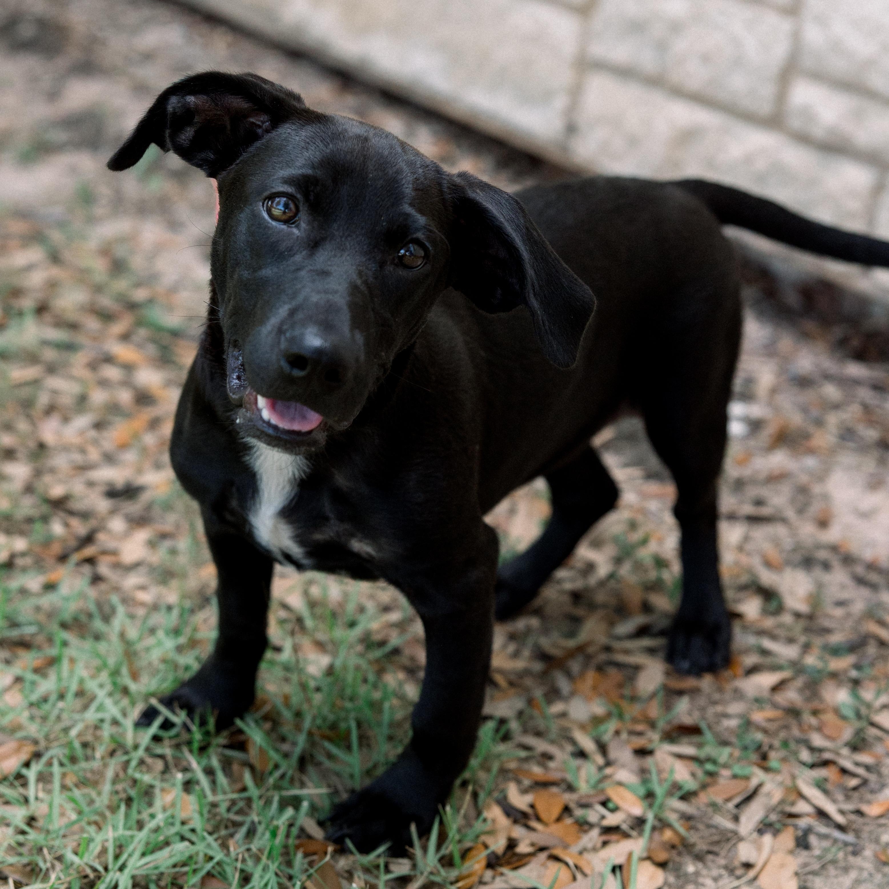 Remi, a ADOPTABLE mixed breed in Bryan, TX image 3/3