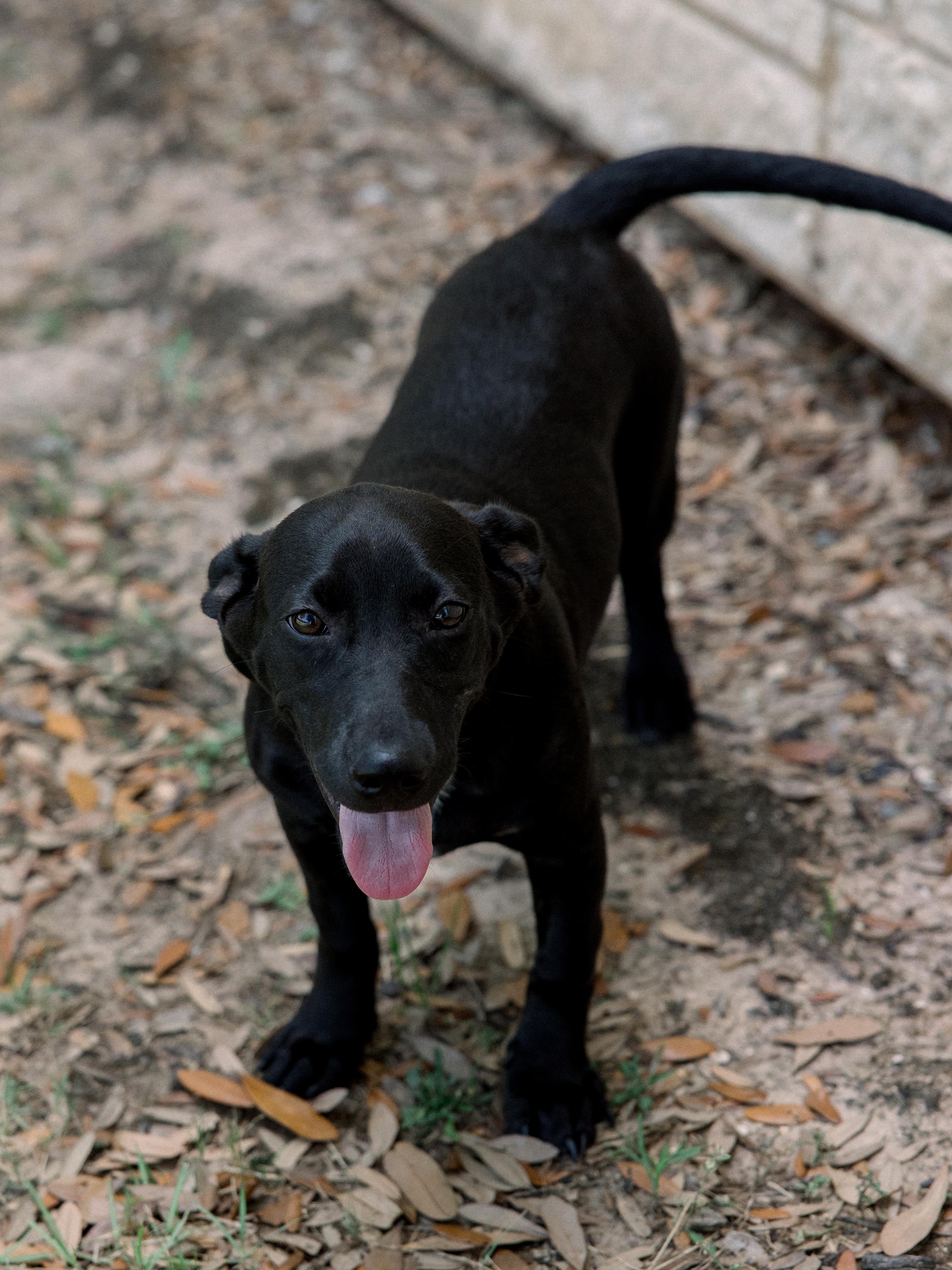 Remi, a ADOPTABLE mixed breed in Bryan, TX image 2/3