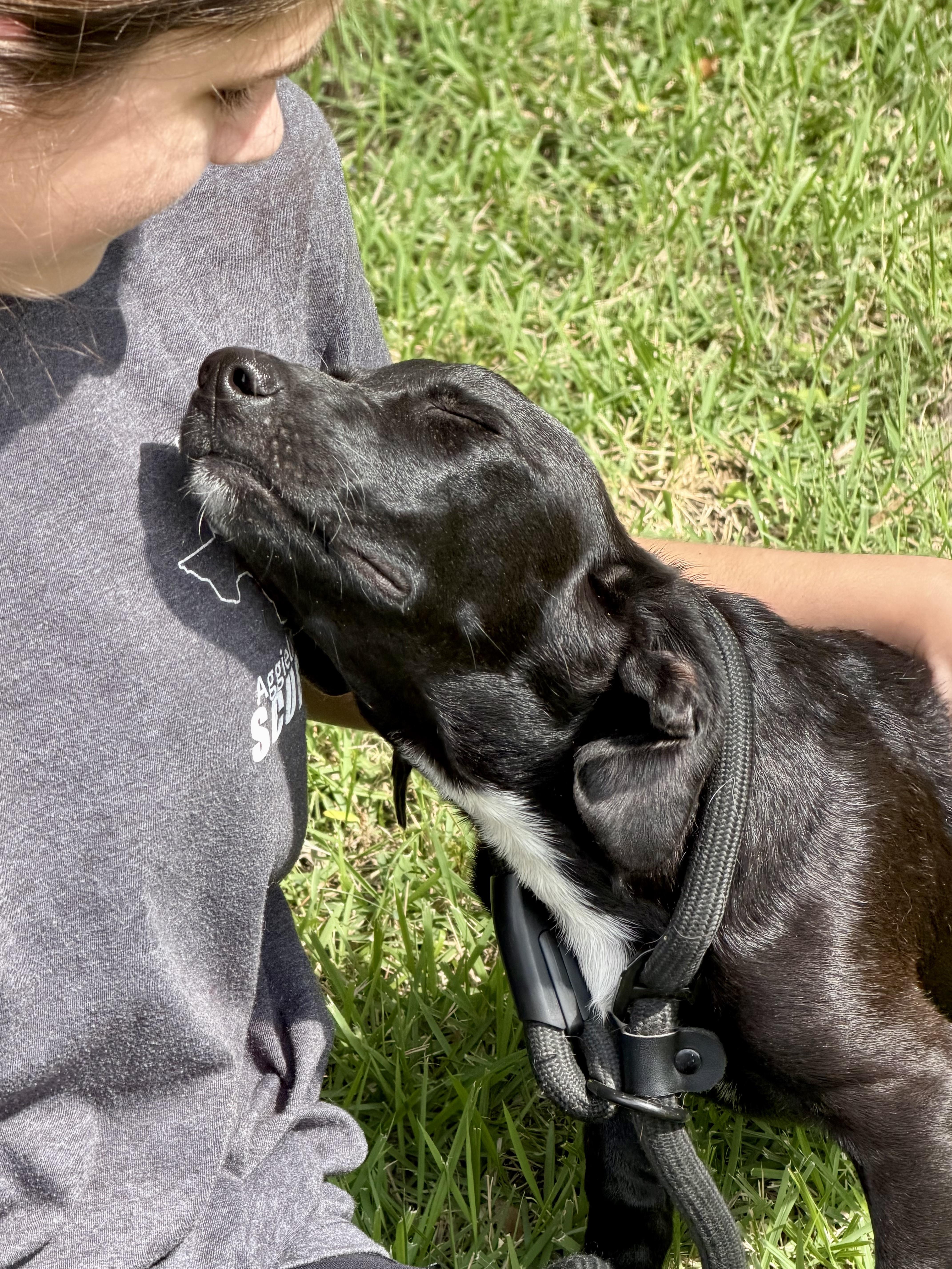 Enlarge Remi, a ADOPTABLE mixed breed in Bryan, TX image 2/3