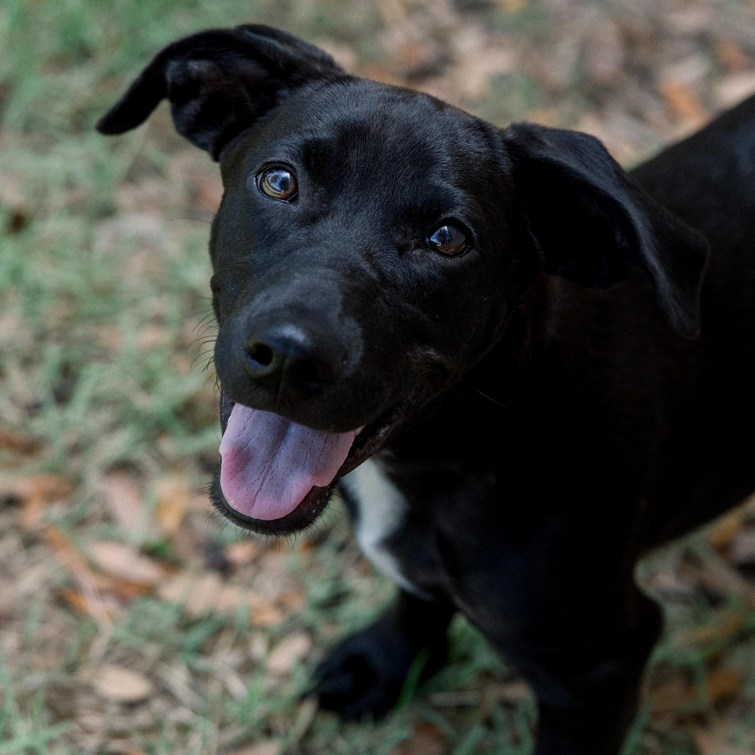 Remi, ADOPTABLE, Puppy Female Dachshund.