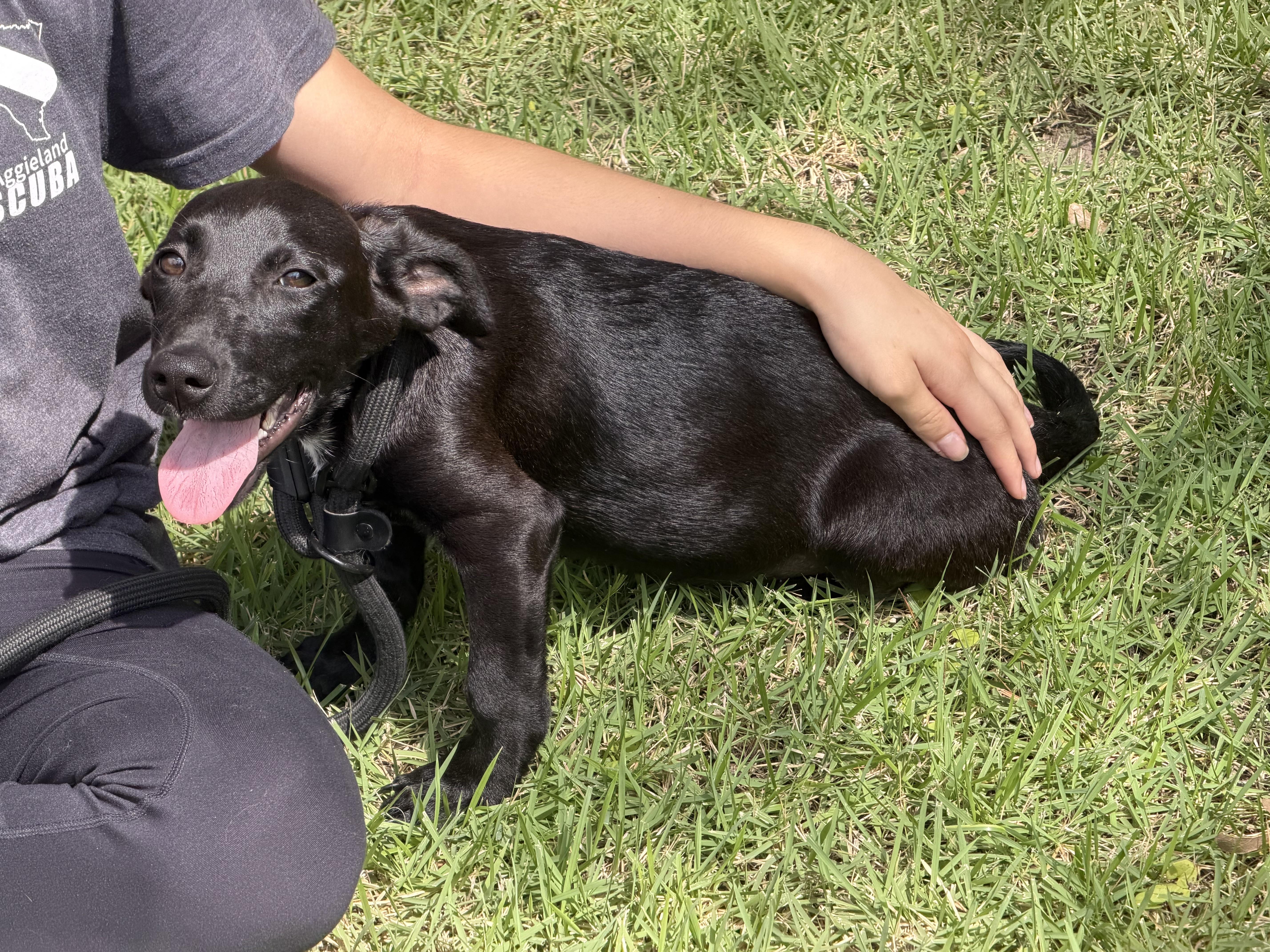 Enlarge Remi, a ADOPTABLE mixed breed in Bryan, TX image 3/3