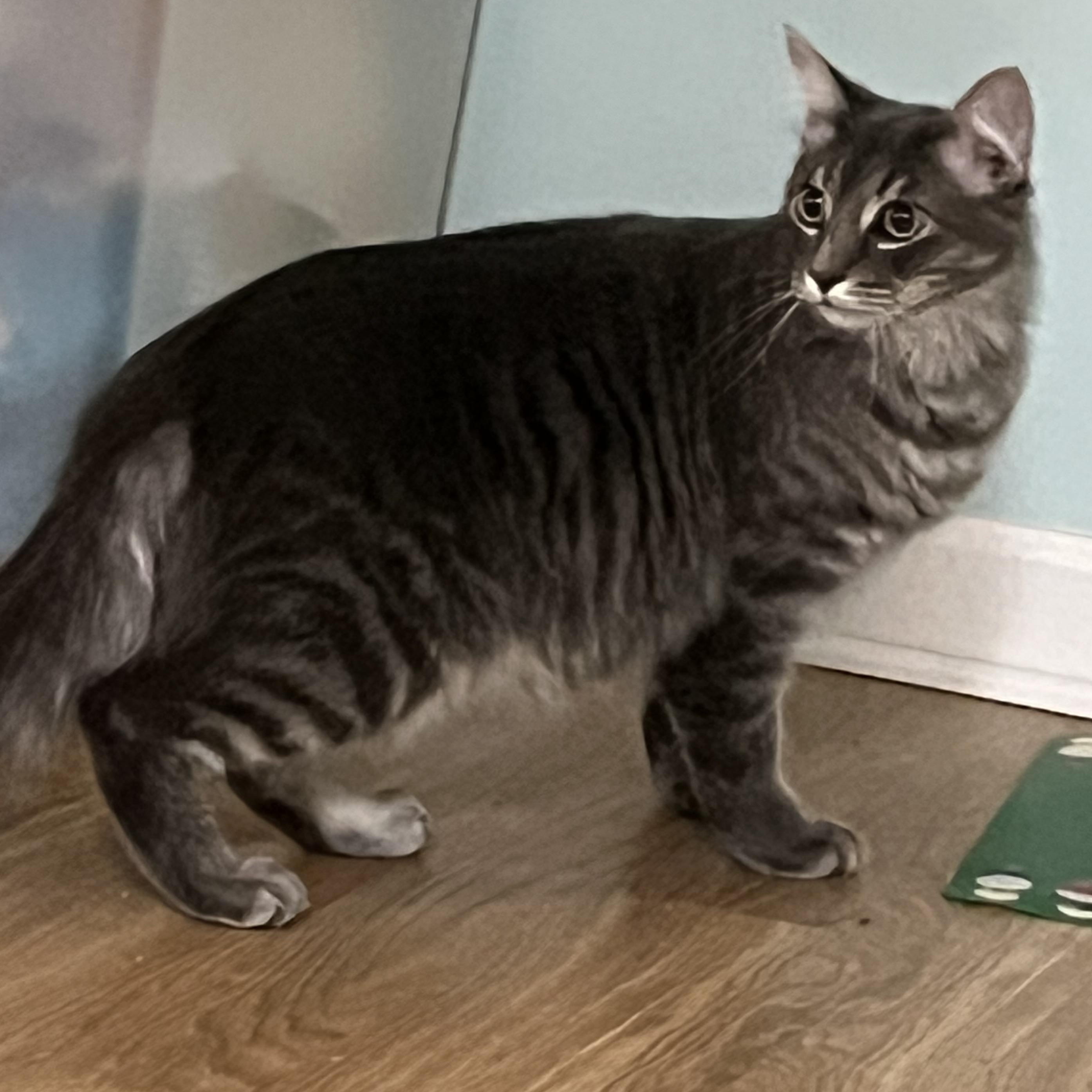 Moon, an adopted mixed breed in Elkton, MD image 1/6