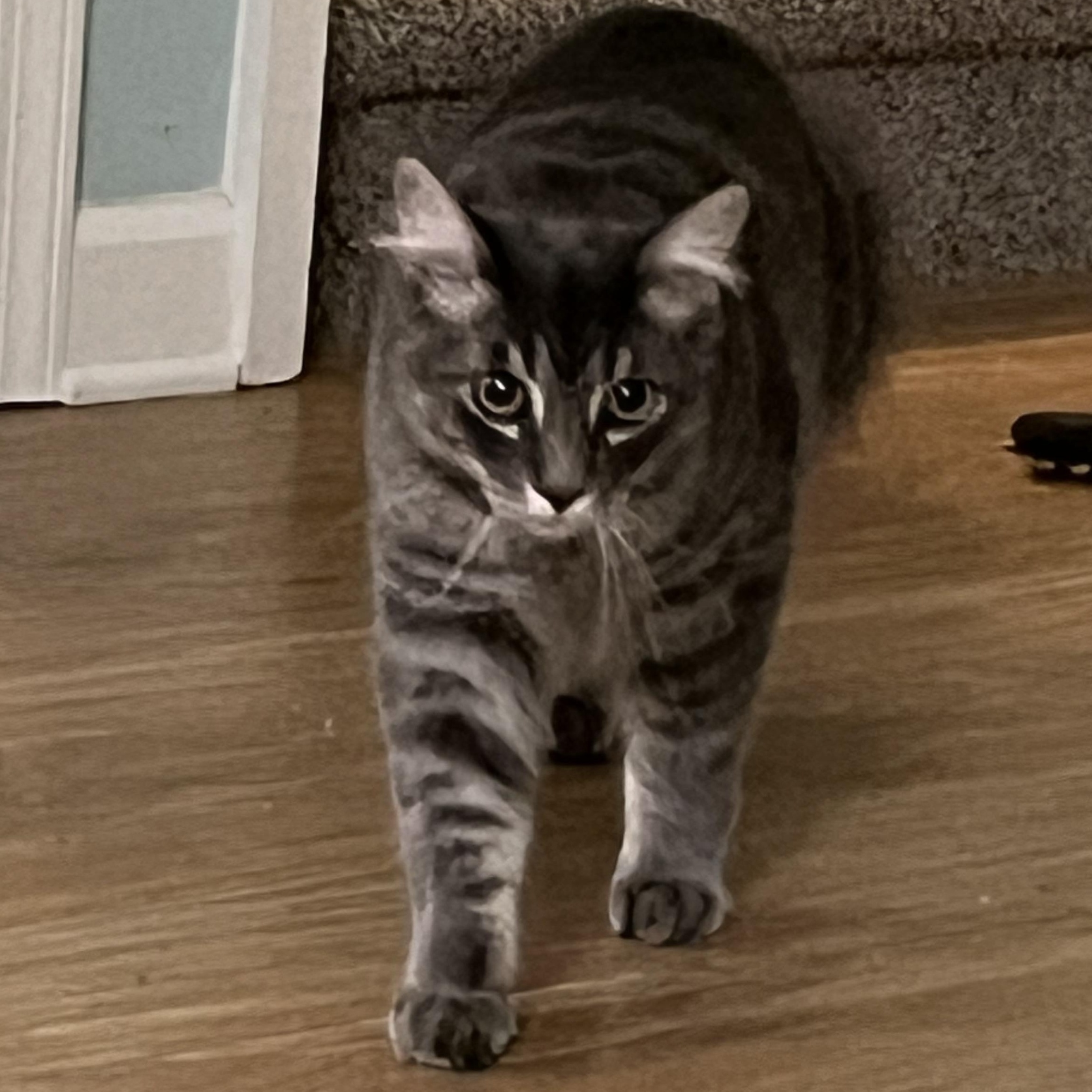 Moon, an adopted mixed breed in Elkton, MD image 2/6