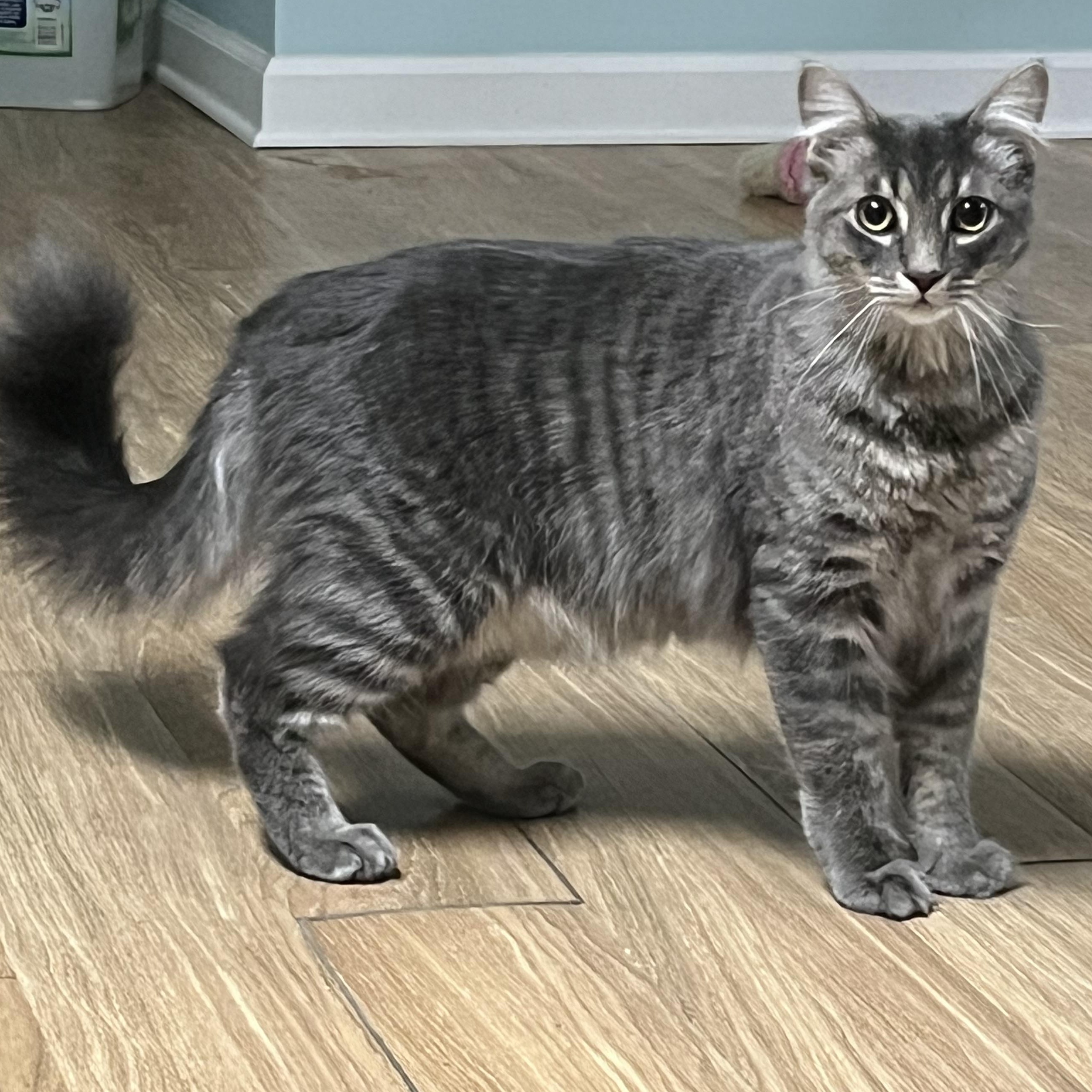 Moon, an adopted mixed breed in Elkton, MD image 3/6