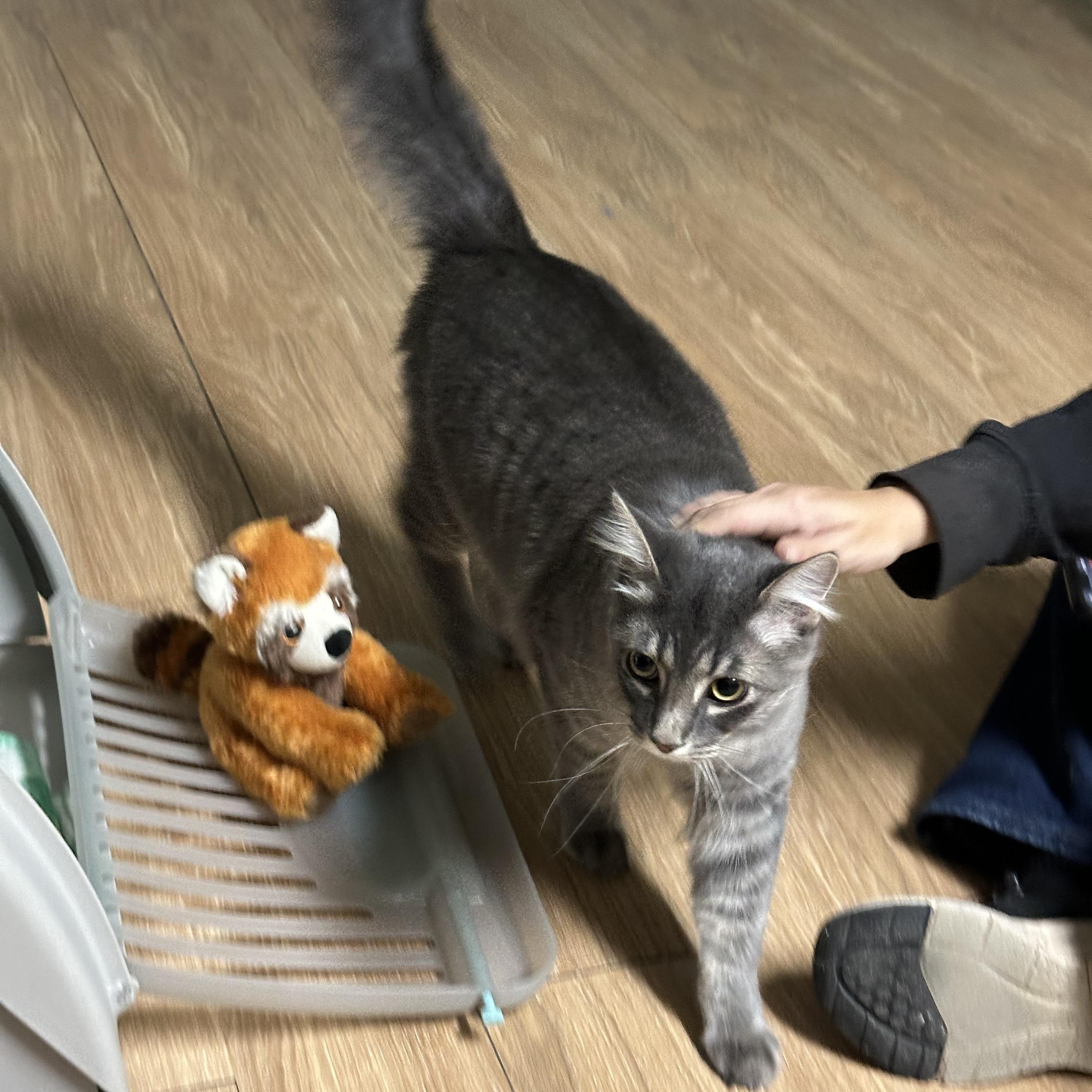 Moon, an adopted mixed breed in Elkton, MD image 4/6