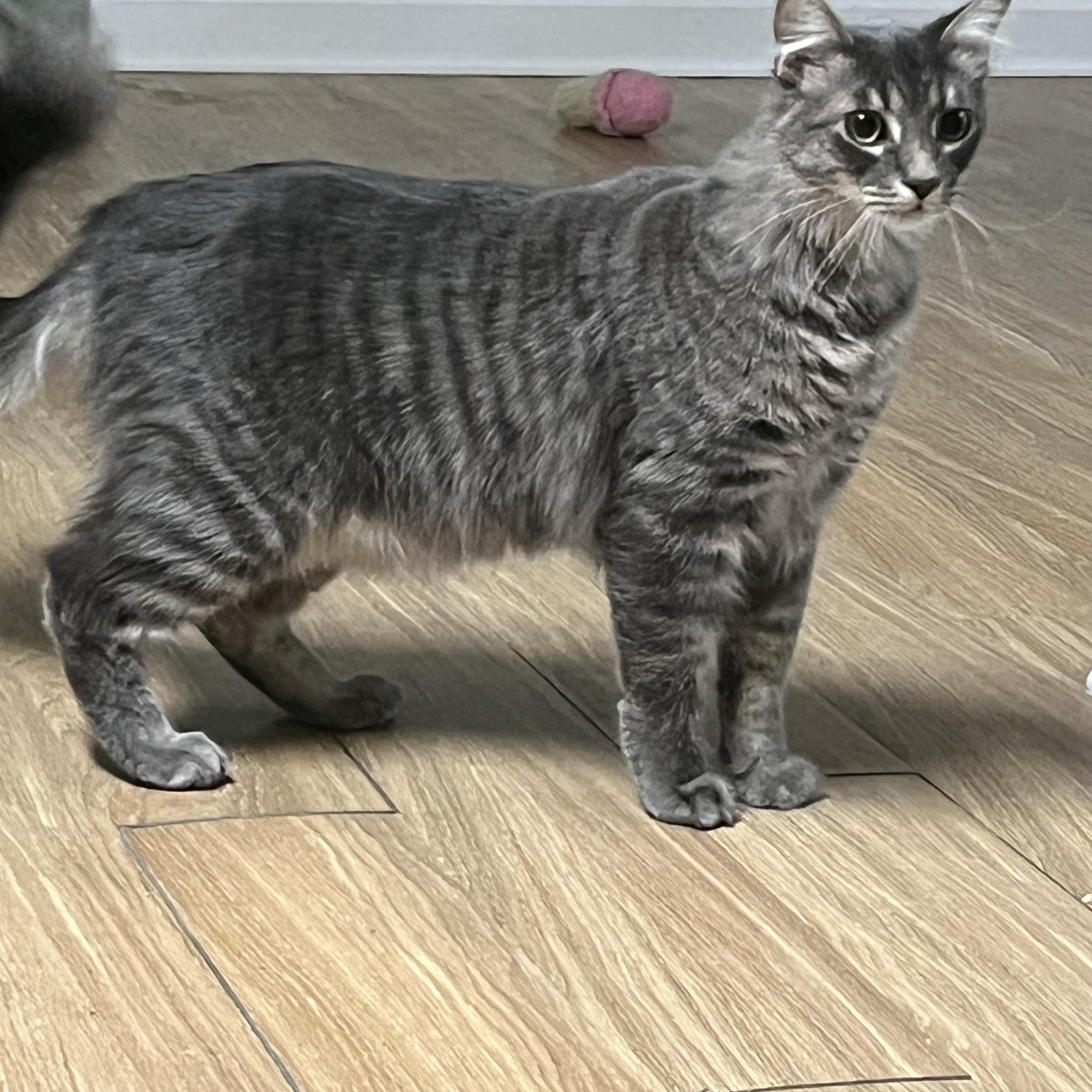 Moon, an adopted mixed breed in Elkton, MD image 6/6