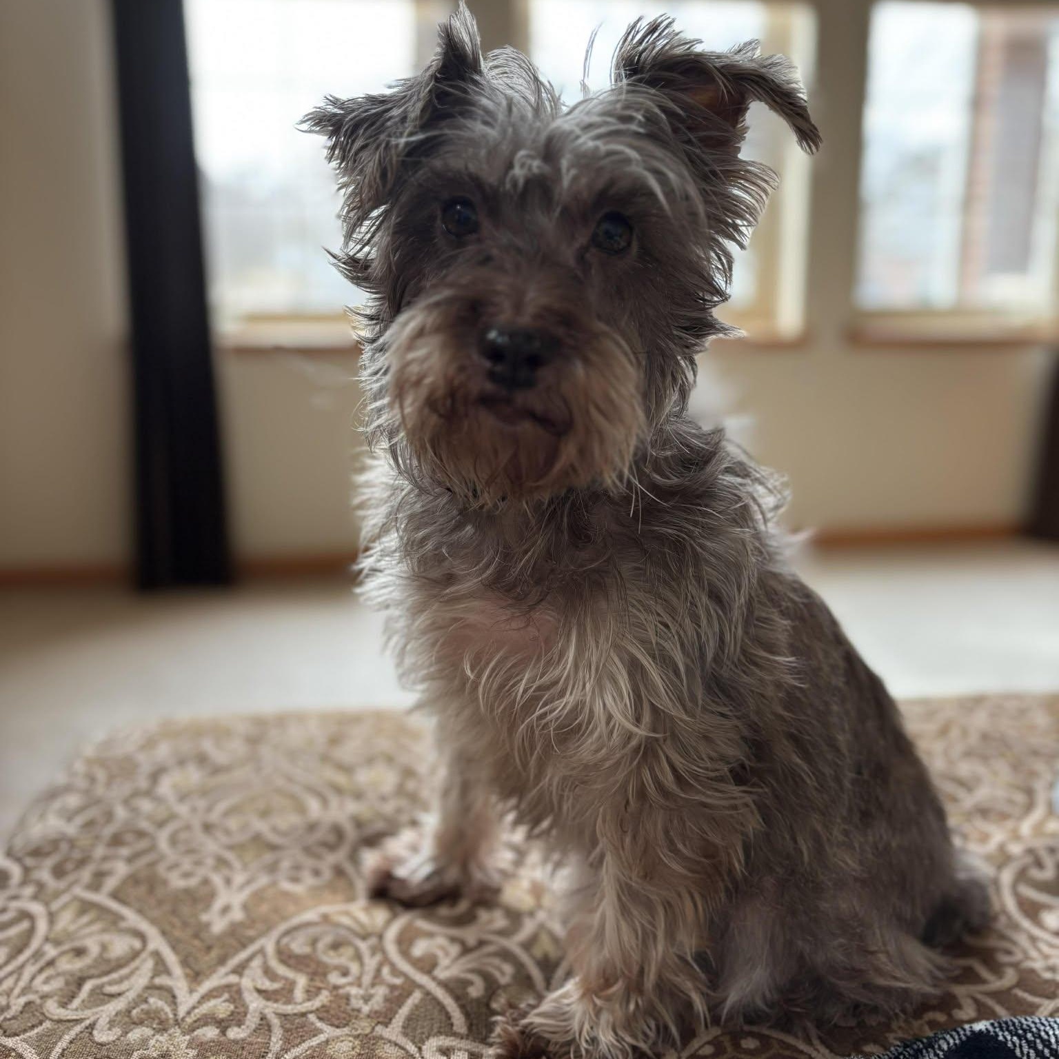 Enlarge Dallas, a ADOPTABLE Miniature Schnauzer in Homer Glen, IL image 2/6