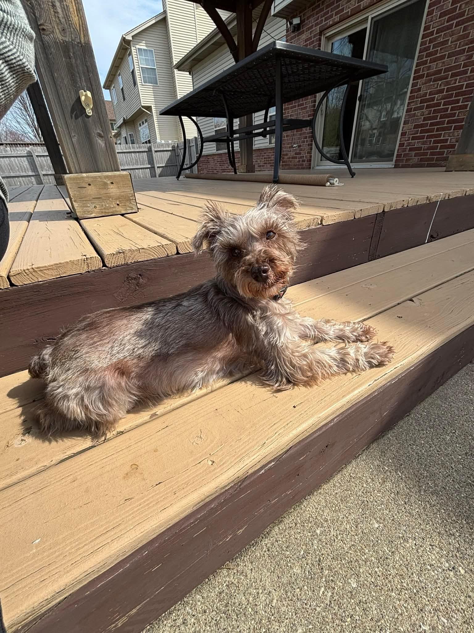 Enlarge Dallas, a ADOPTABLE Miniature Schnauzer in Homer Glen, IL image 4/6