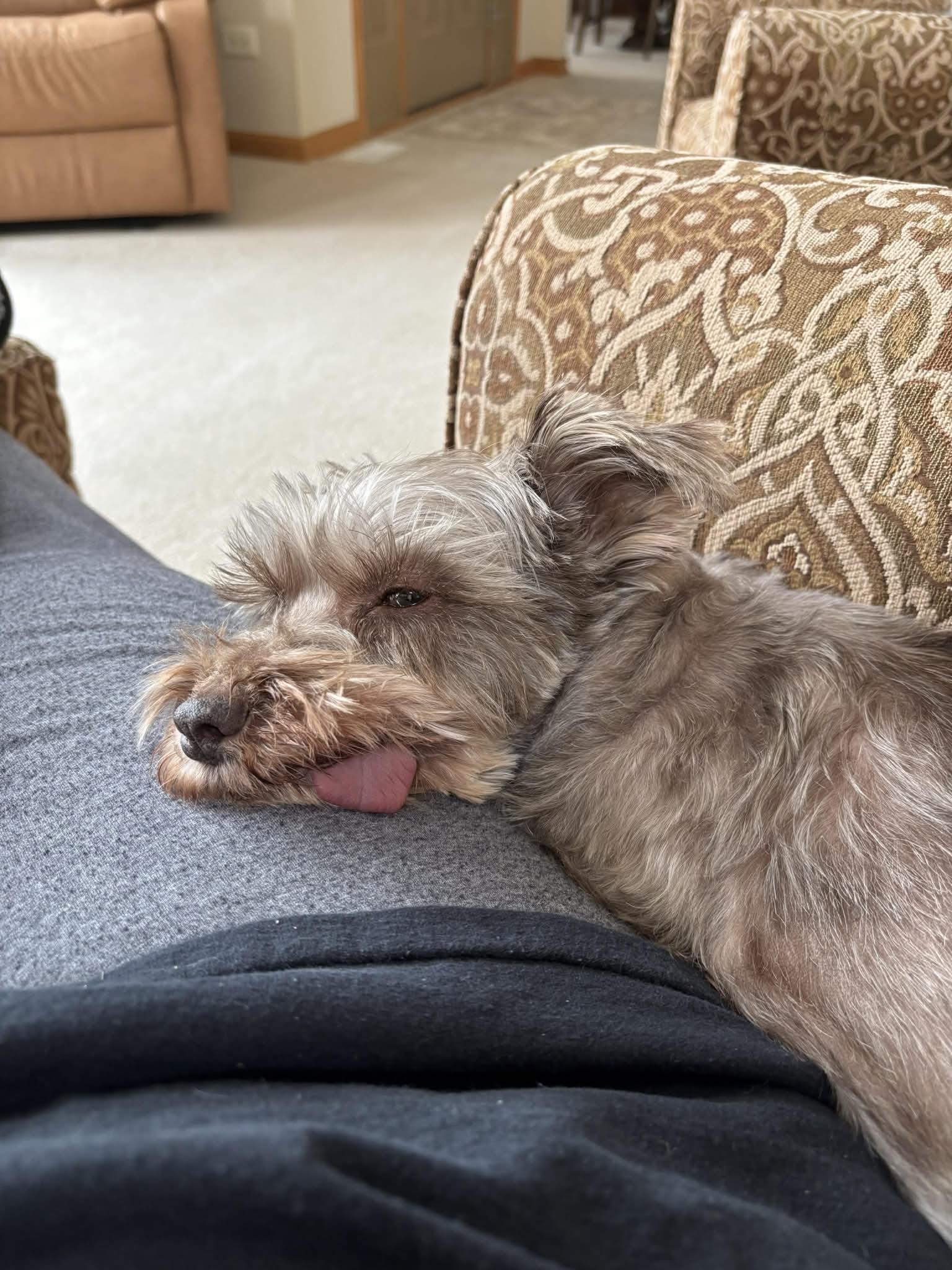 Enlarge Dallas, a ADOPTABLE Miniature Schnauzer in Homer Glen, IL image 6/6