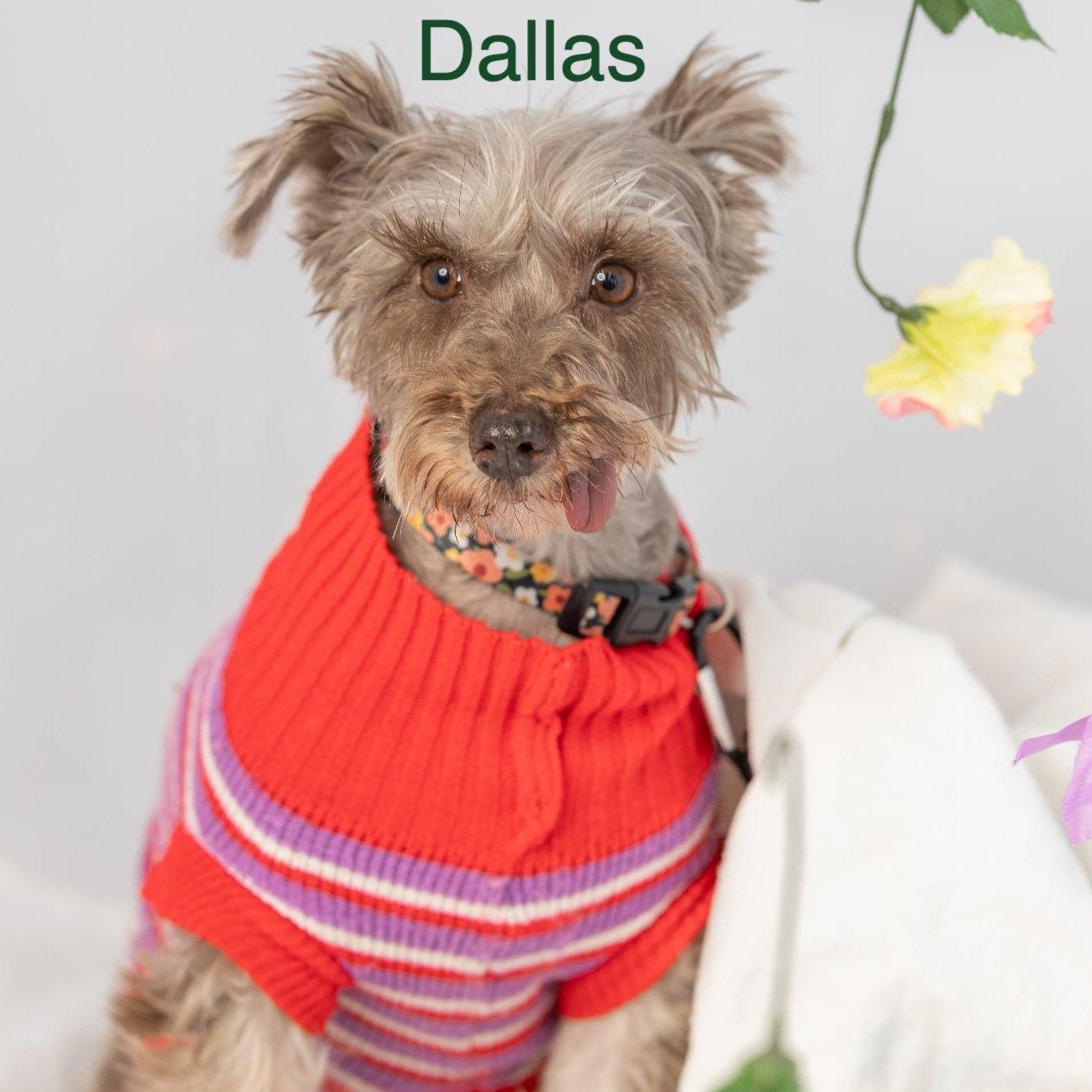Enlarge Dallas, a ADOPTABLE Miniature Schnauzer in Homer Glen, IL image 5/6