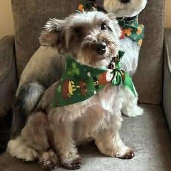 Dallas, ADOPTABLE, Adult Female Miniature Schnauzer.