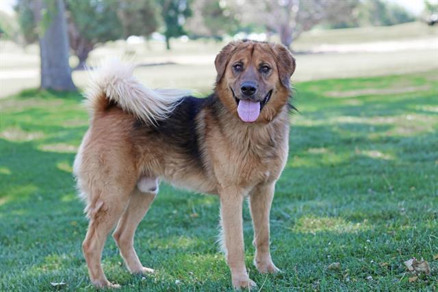 Chow Chows for Adoption in Socorro, New Mexico | Petfinder