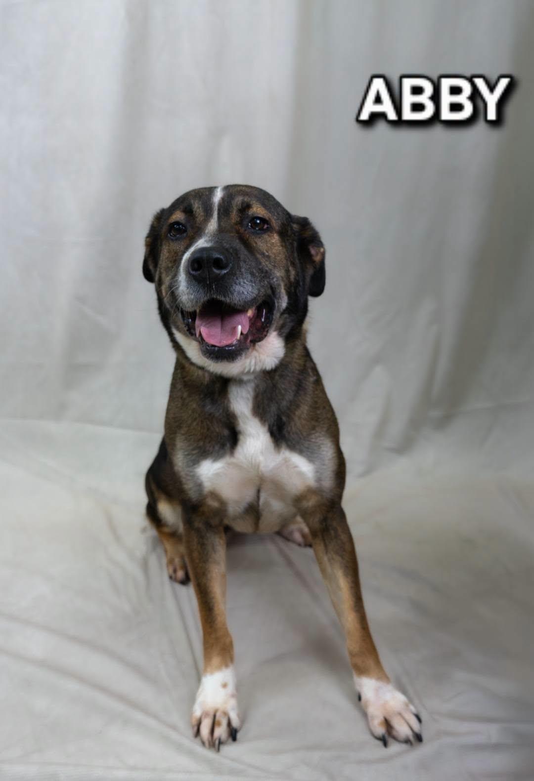 Enlarge Abby, a Adoptable mixed breed in Tucson, AZ image 1/2
