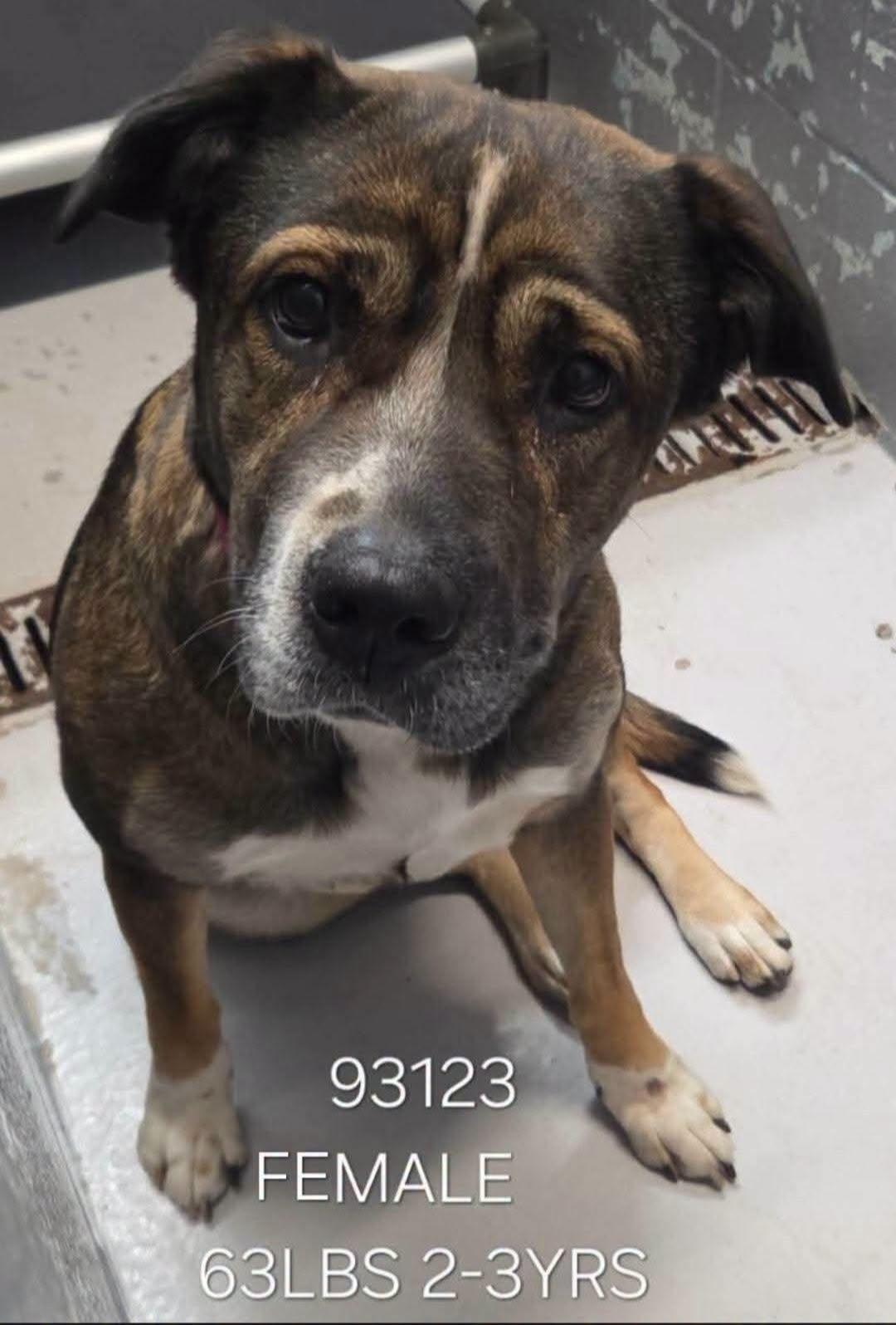 Enlarge Abby, a Adoptable mixed breed in Tucson, AZ image 2/2