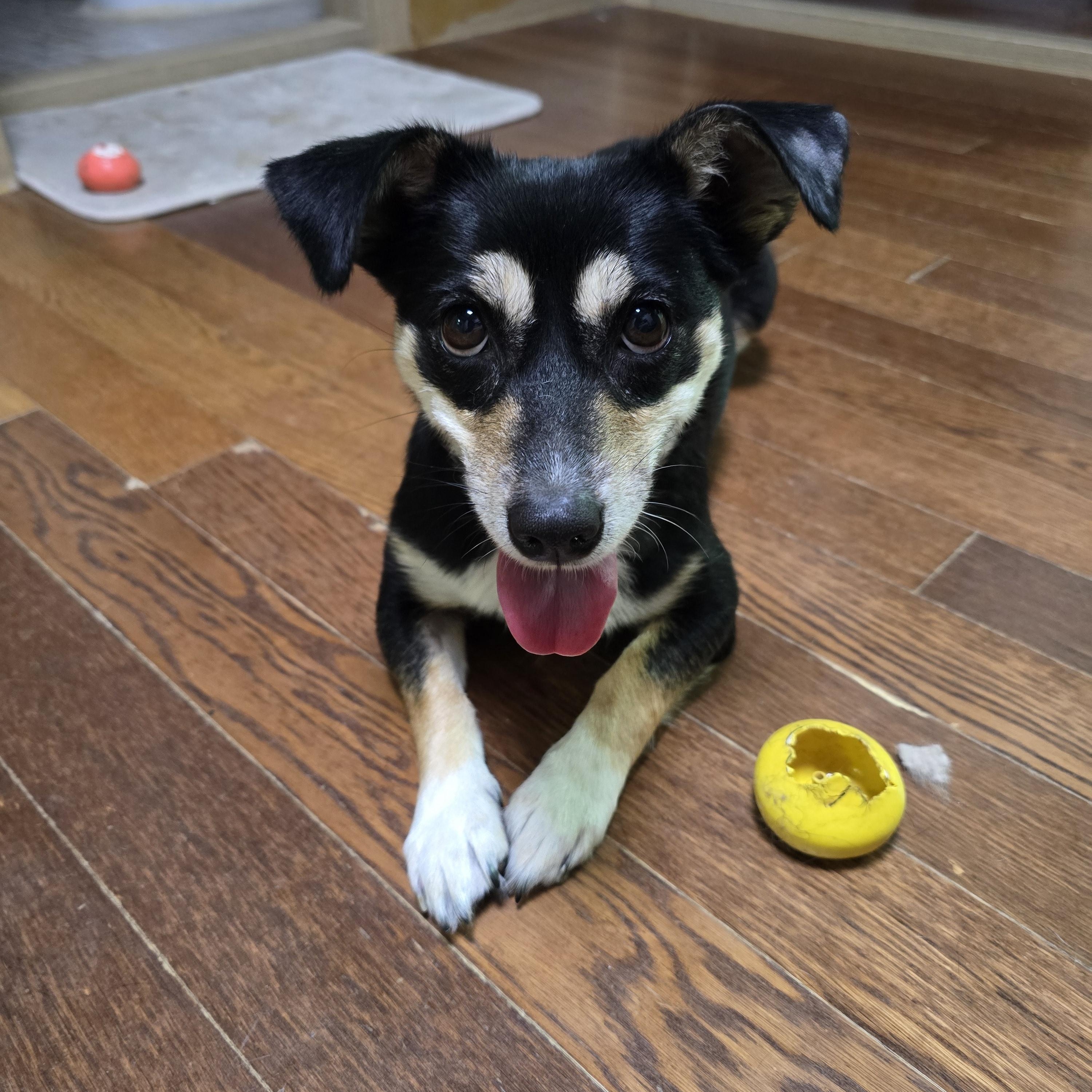 Enlarge Sora, a Adoptable mixed breed in Astoria, NY image 4/4