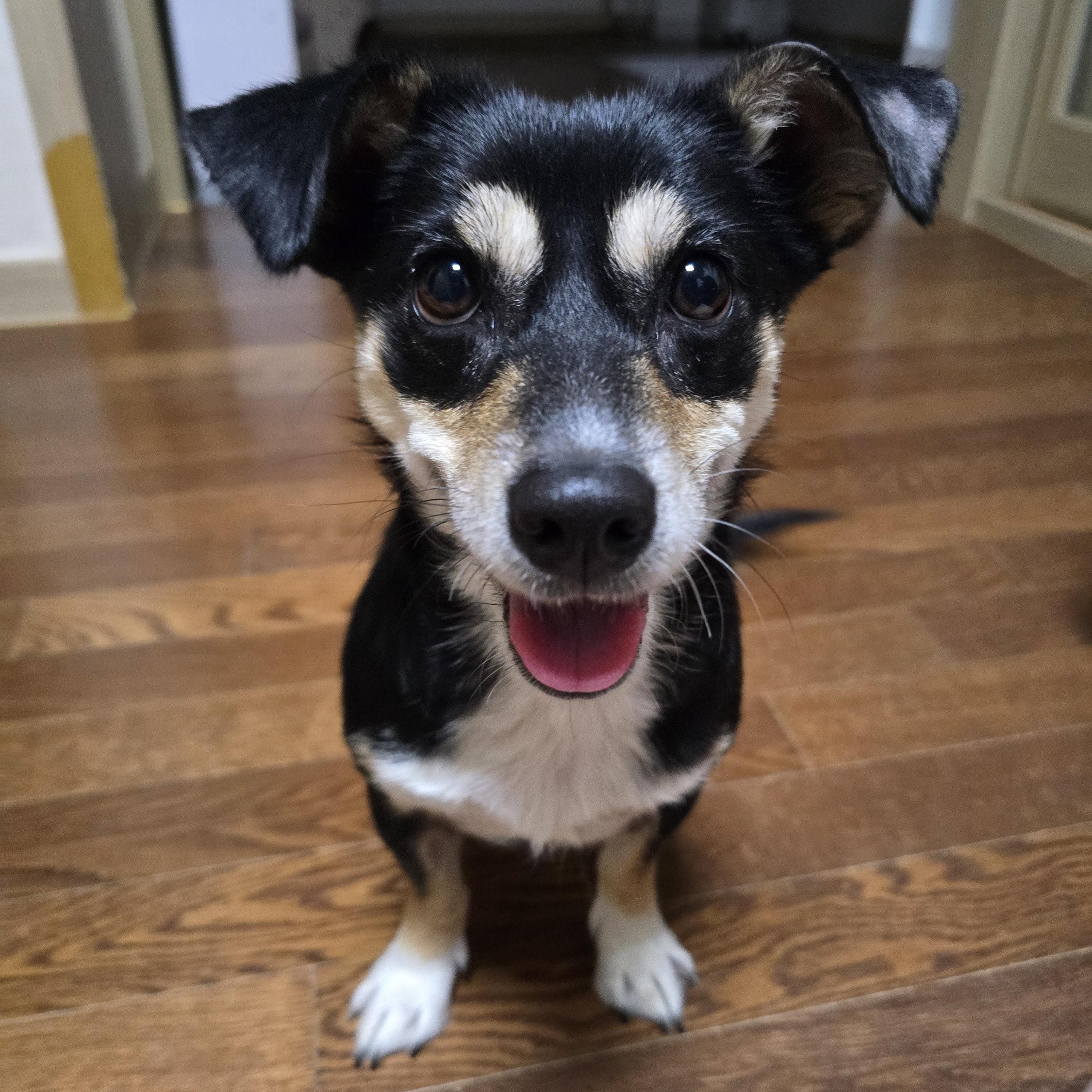 Enlarge Sora, a Adoptable mixed breed in Astoria, NY image 1/4