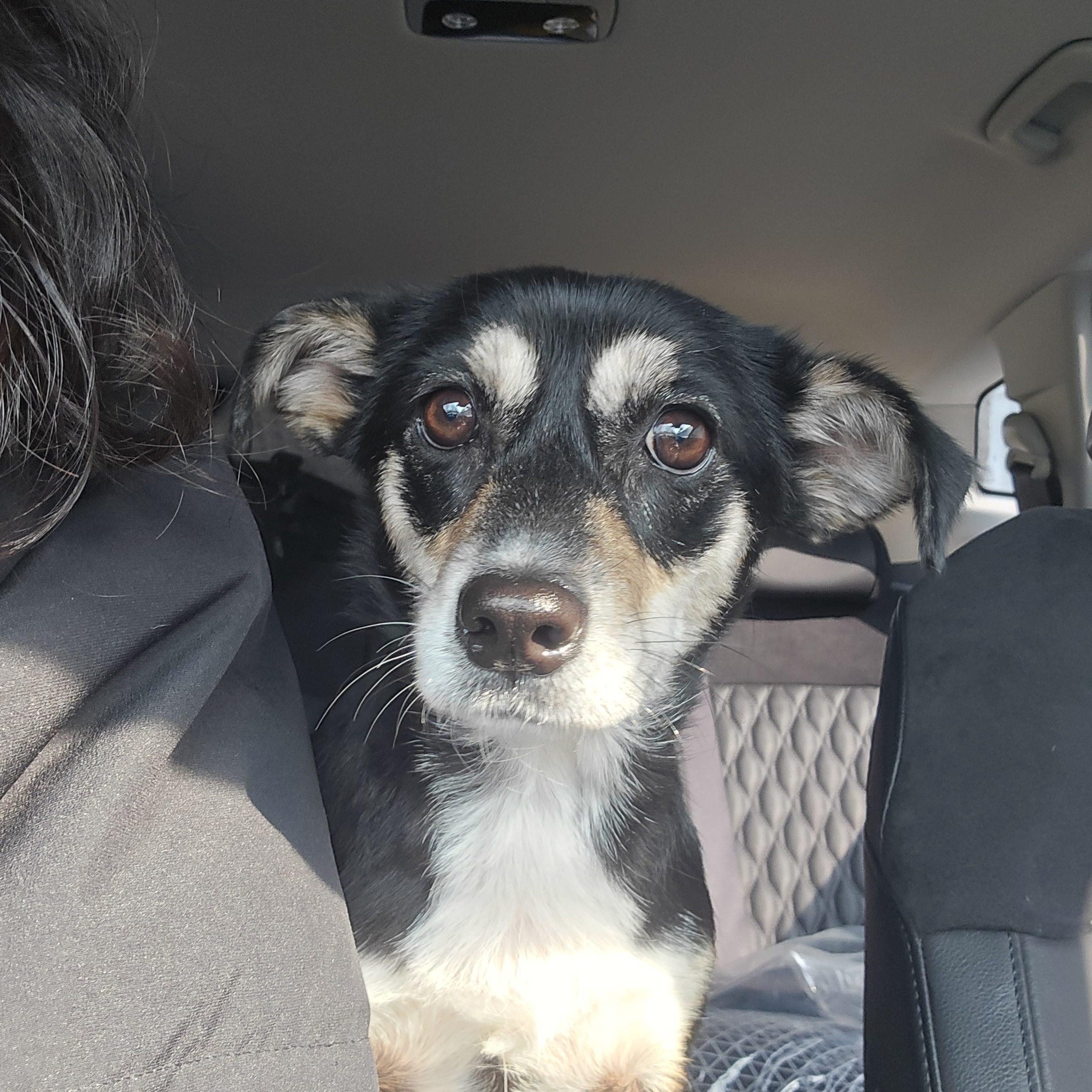 Enlarge Sora, a Adoptable mixed breed in Astoria, NY image 3/4