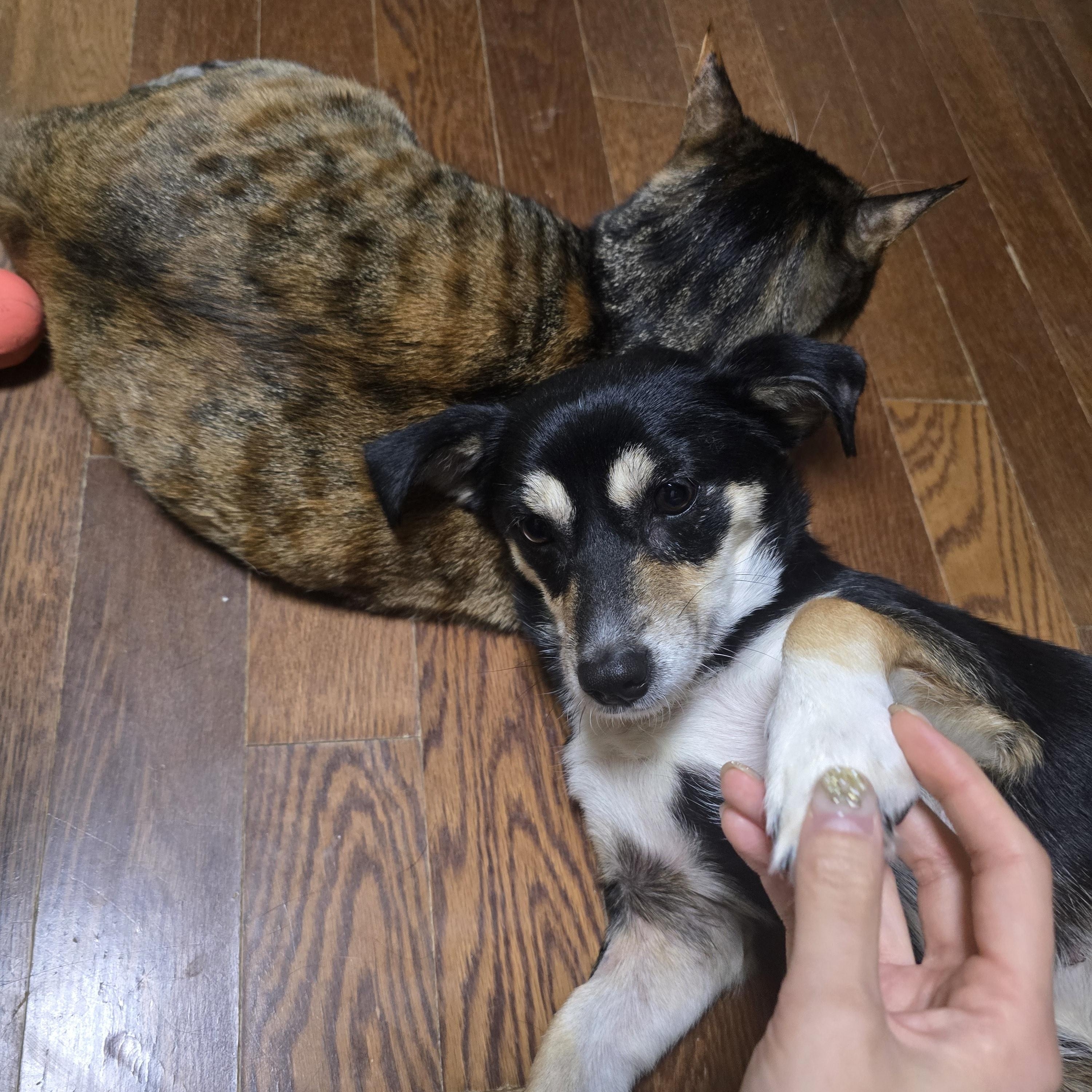 Enlarge Sora, a Adoptable mixed breed in Astoria, NY image 2/4