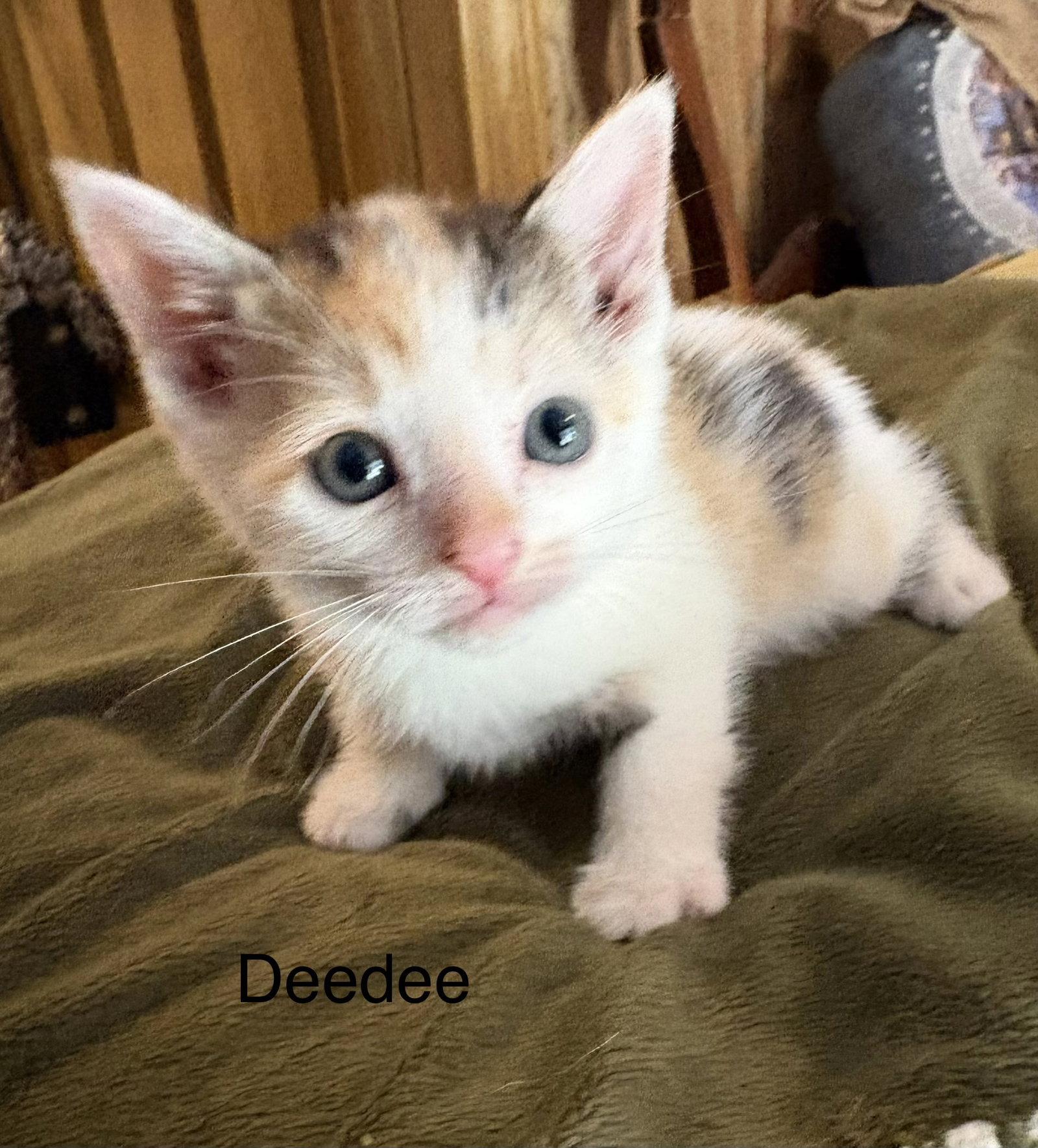Enlarge ceecee. (rt), a Adoptable Domestic Short Hair in White Bluff, TN image 1/1